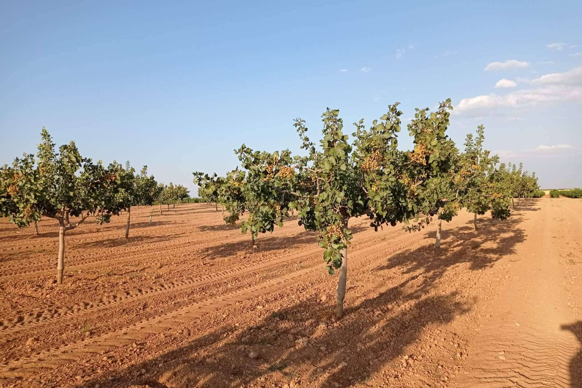 Asesoramiento en plantaciones de pistacho de la mano de Gextec