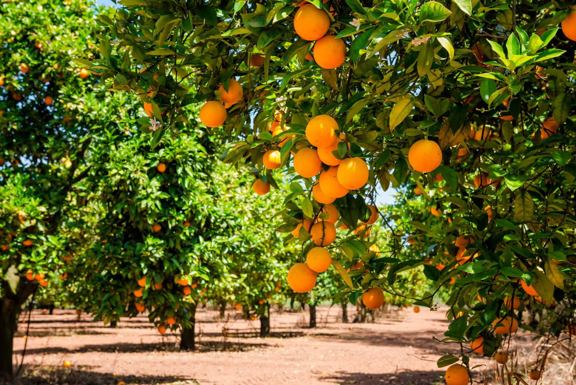 Adquirir naranjas directamente al agricultor es posible a través de la Finca El Carraixet