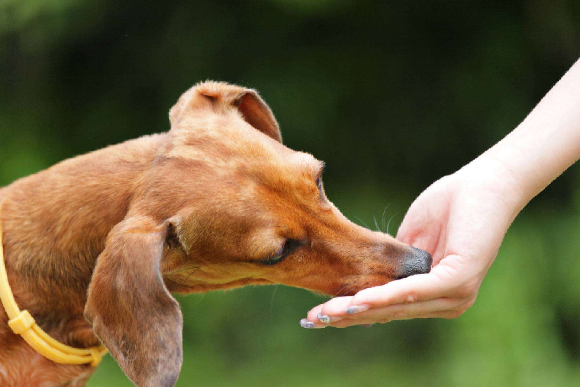 ¿Por qué son necesarios los complementos alimenticios para perros  y cómo ayudan a las mascotas? ​ ​