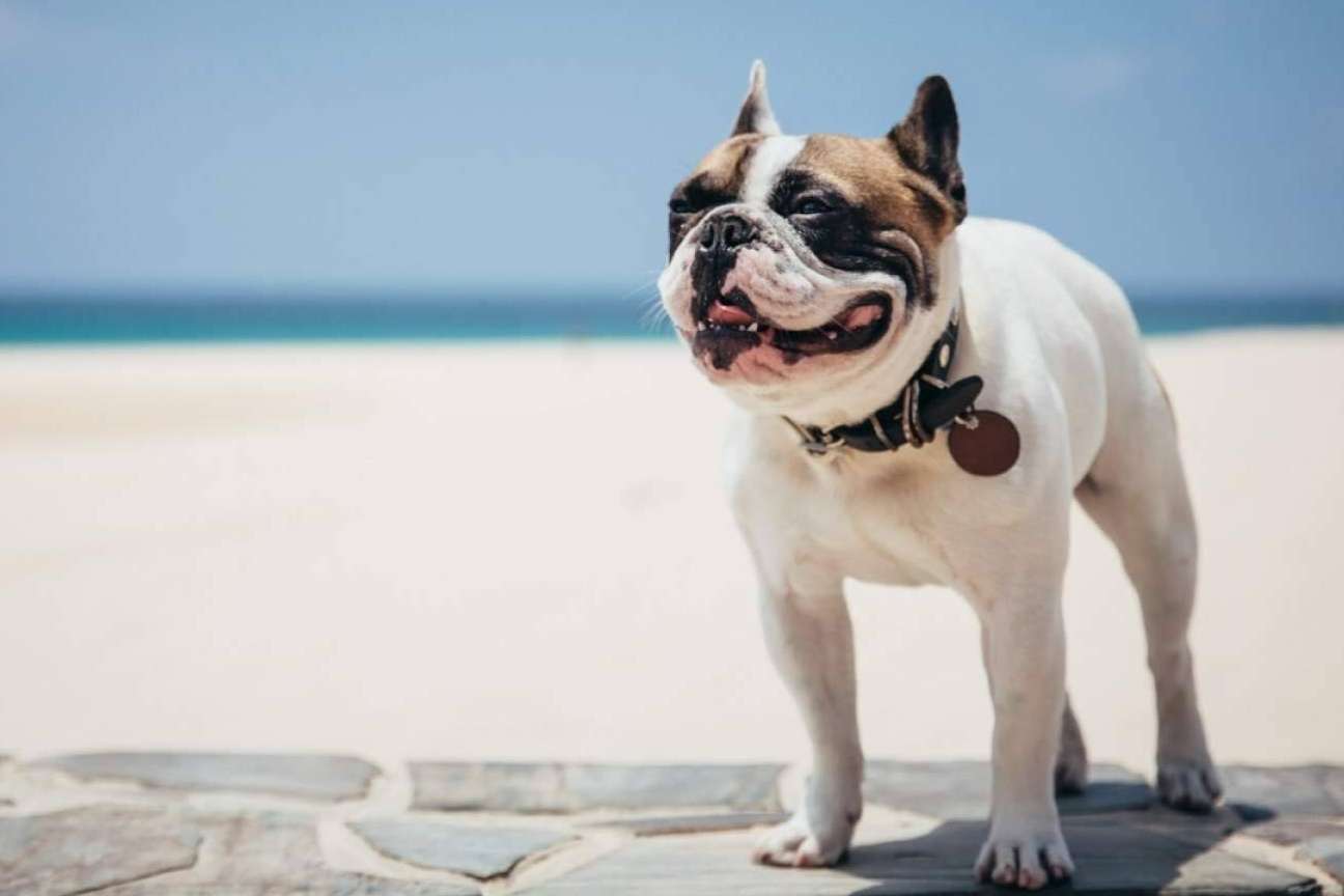 Alimentación saludable para perros y gatos de la mano de CRU