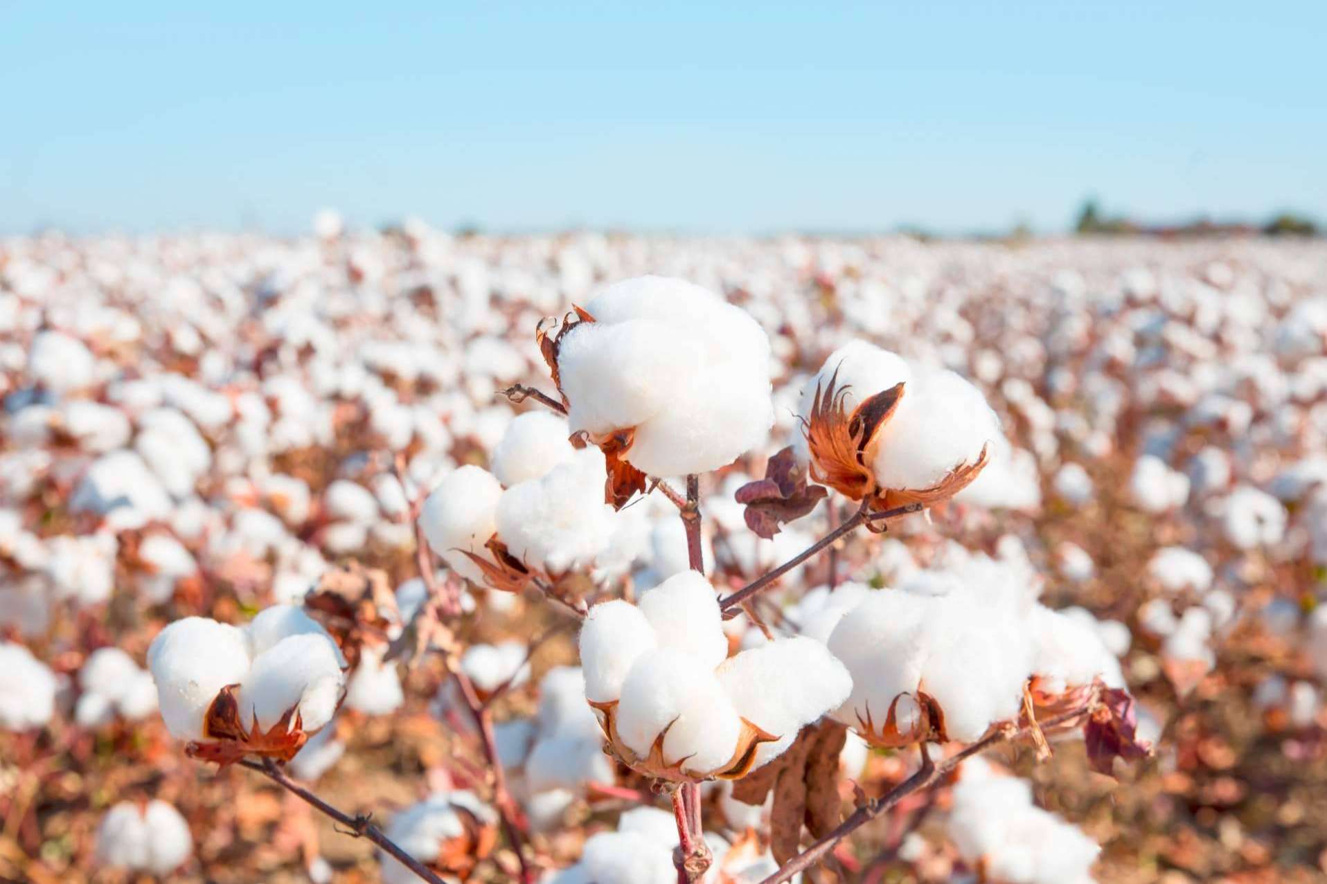 Razones por las que Udhara utiliza algodón orgánico en sus prendas