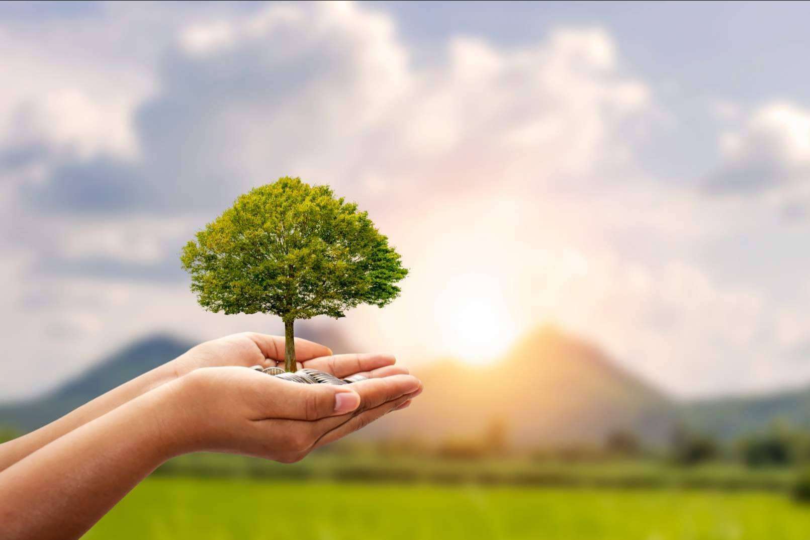 El valor de marcar objetivos de sostenibilidad ambiental en las empresas