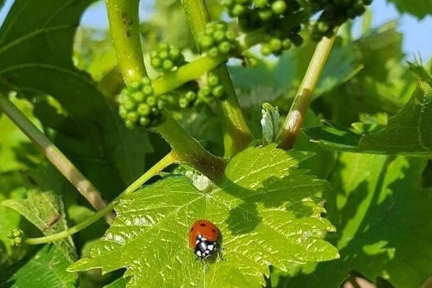 Casa del Vino Jávea potencia la calidad del vino de la Comunidad Valenciana a través de su web