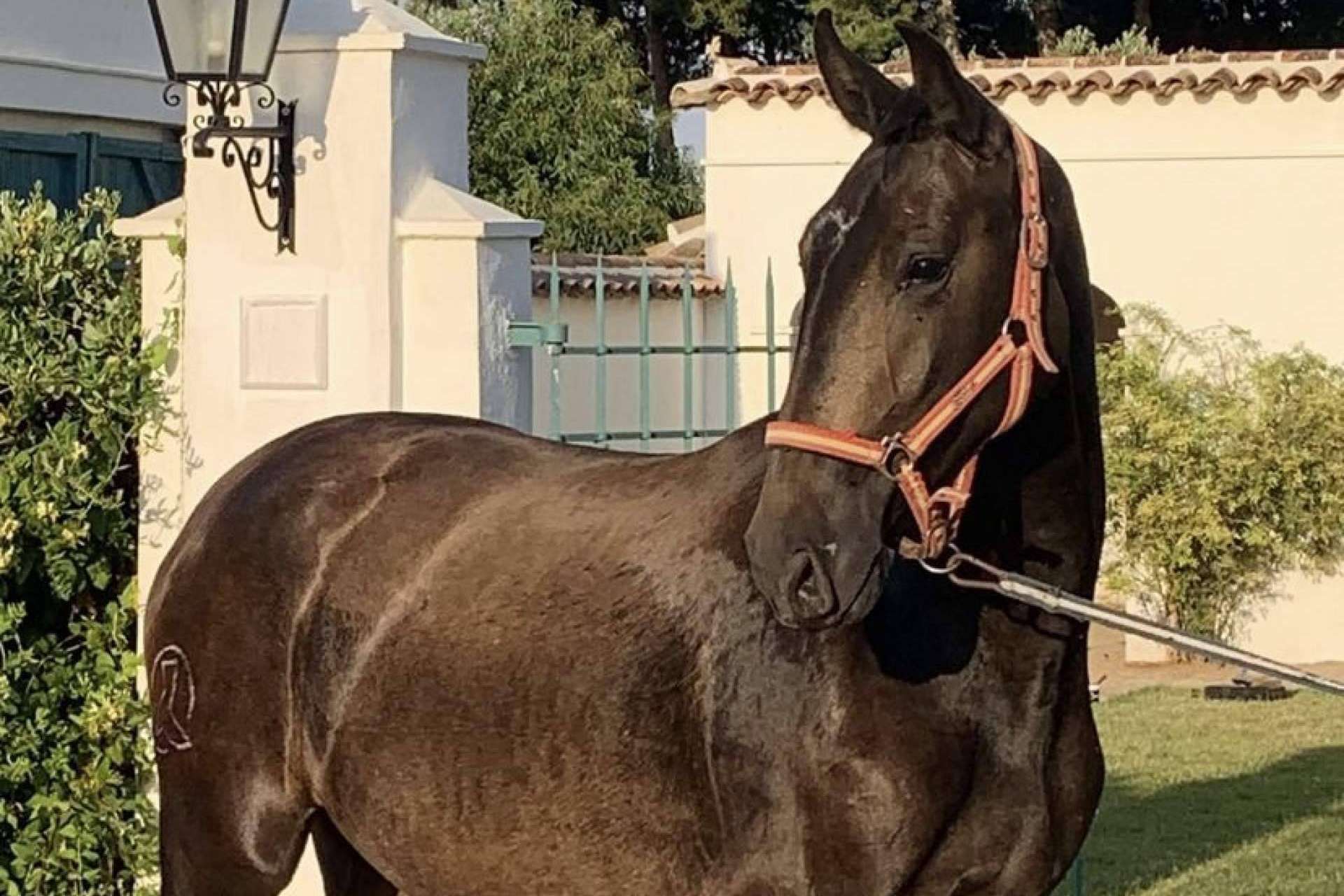 Los caballos PRE en venta unos animales elegantes y resistentes de Yeguada La Pajarita