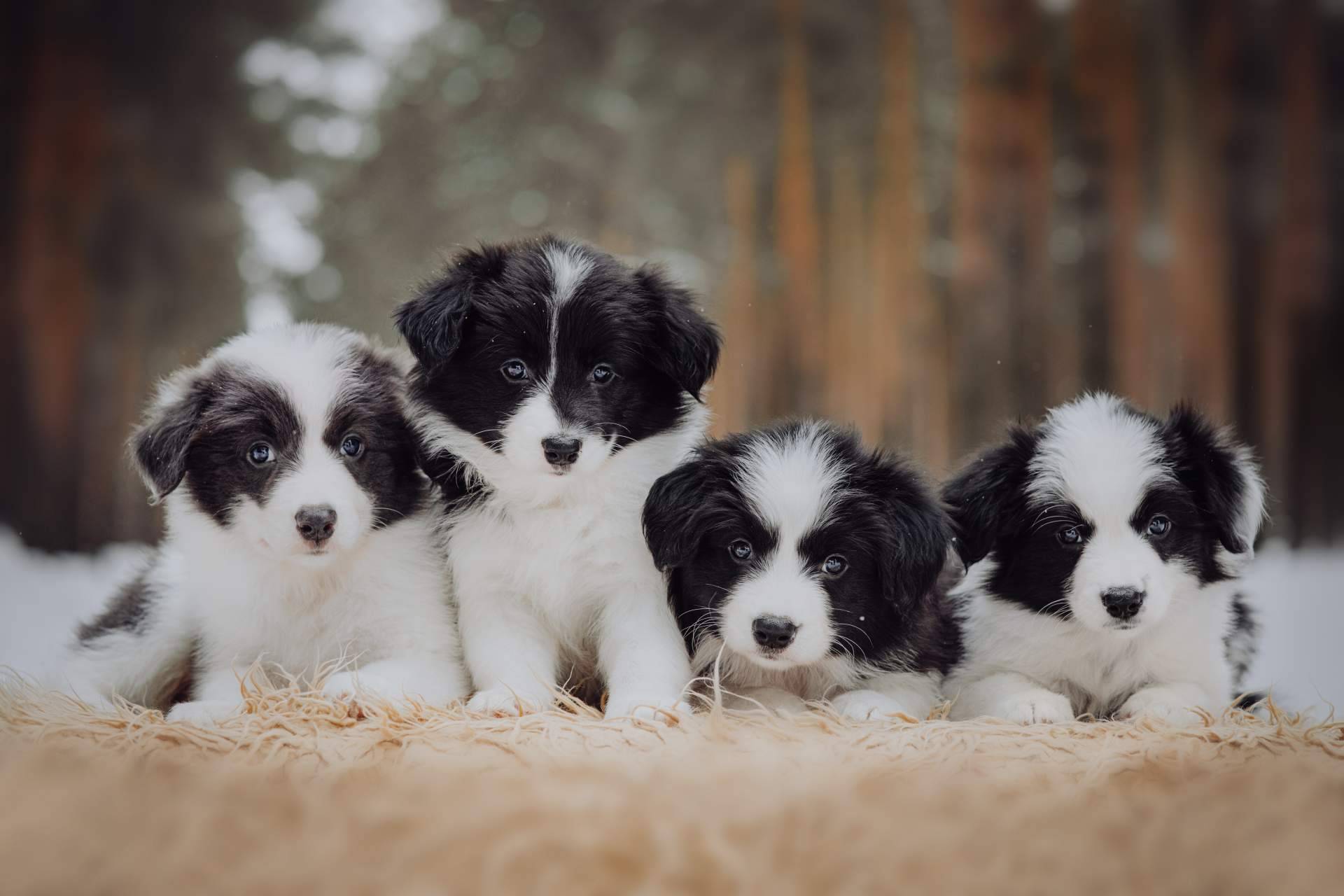Cachorros del Valle explica qué es el pedigree y para qué sirve