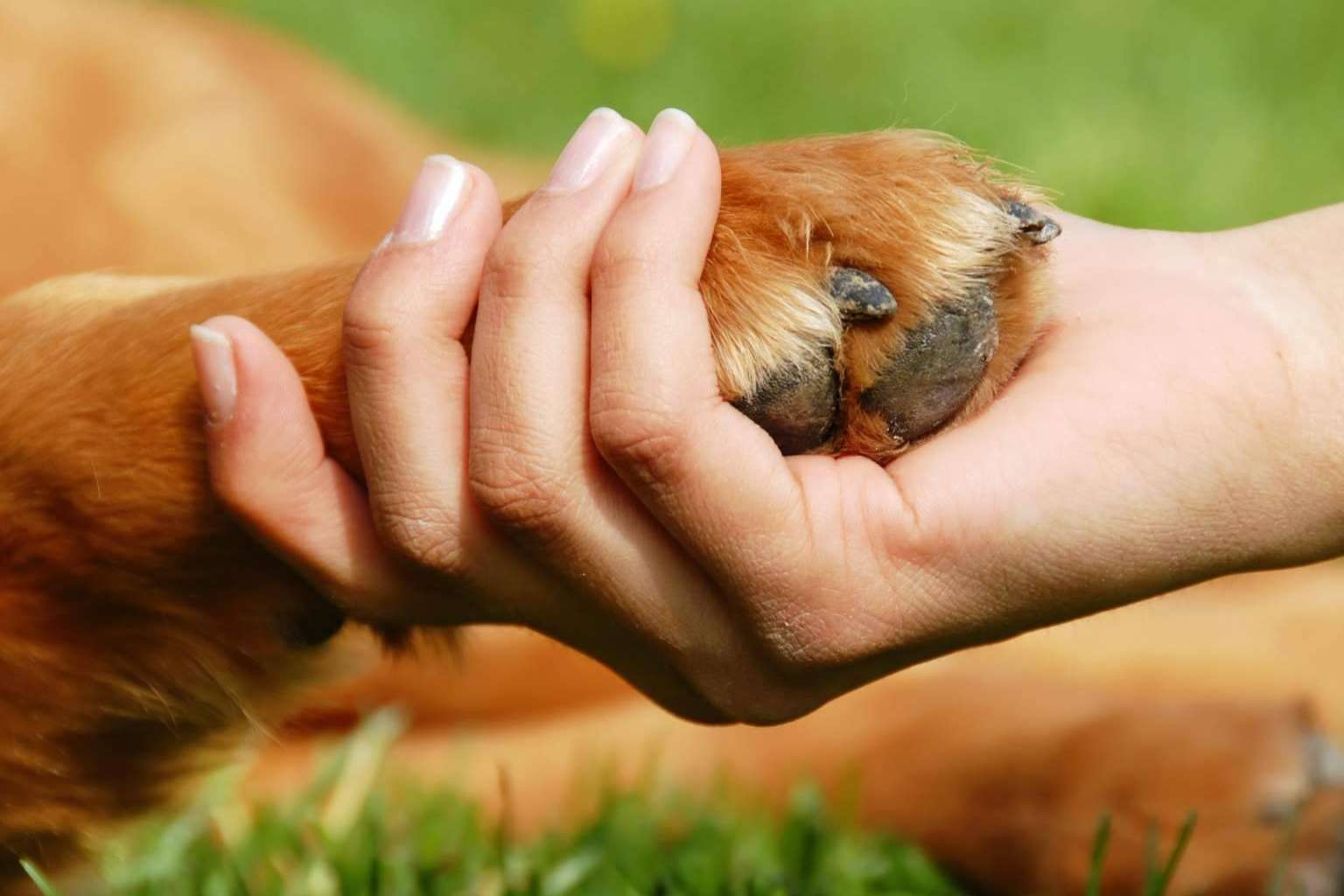 Comprar vitaminas para perros en la parafarmacia de Lucas & Lola
