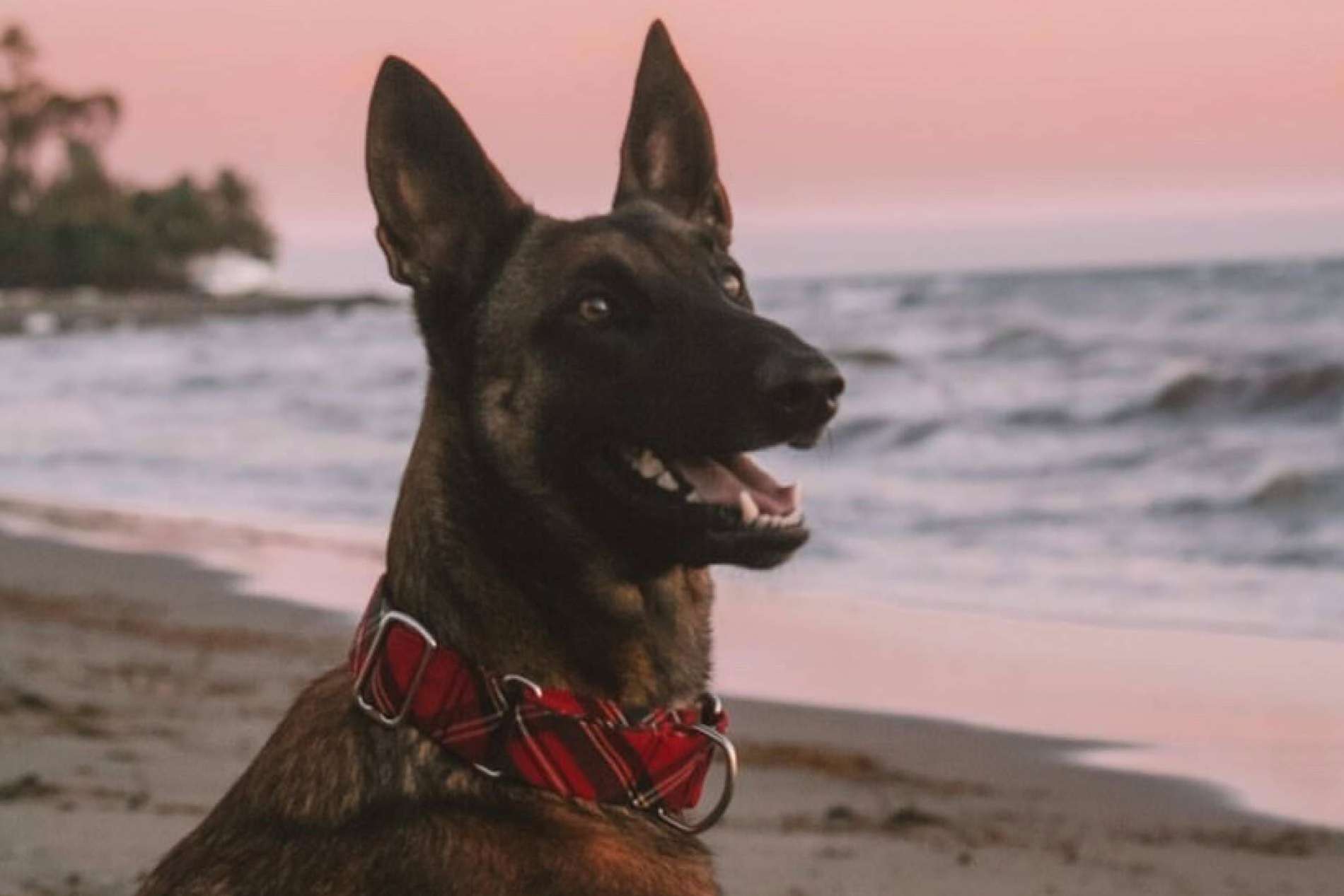 Encontrar el collar perro ideal en Izaladog