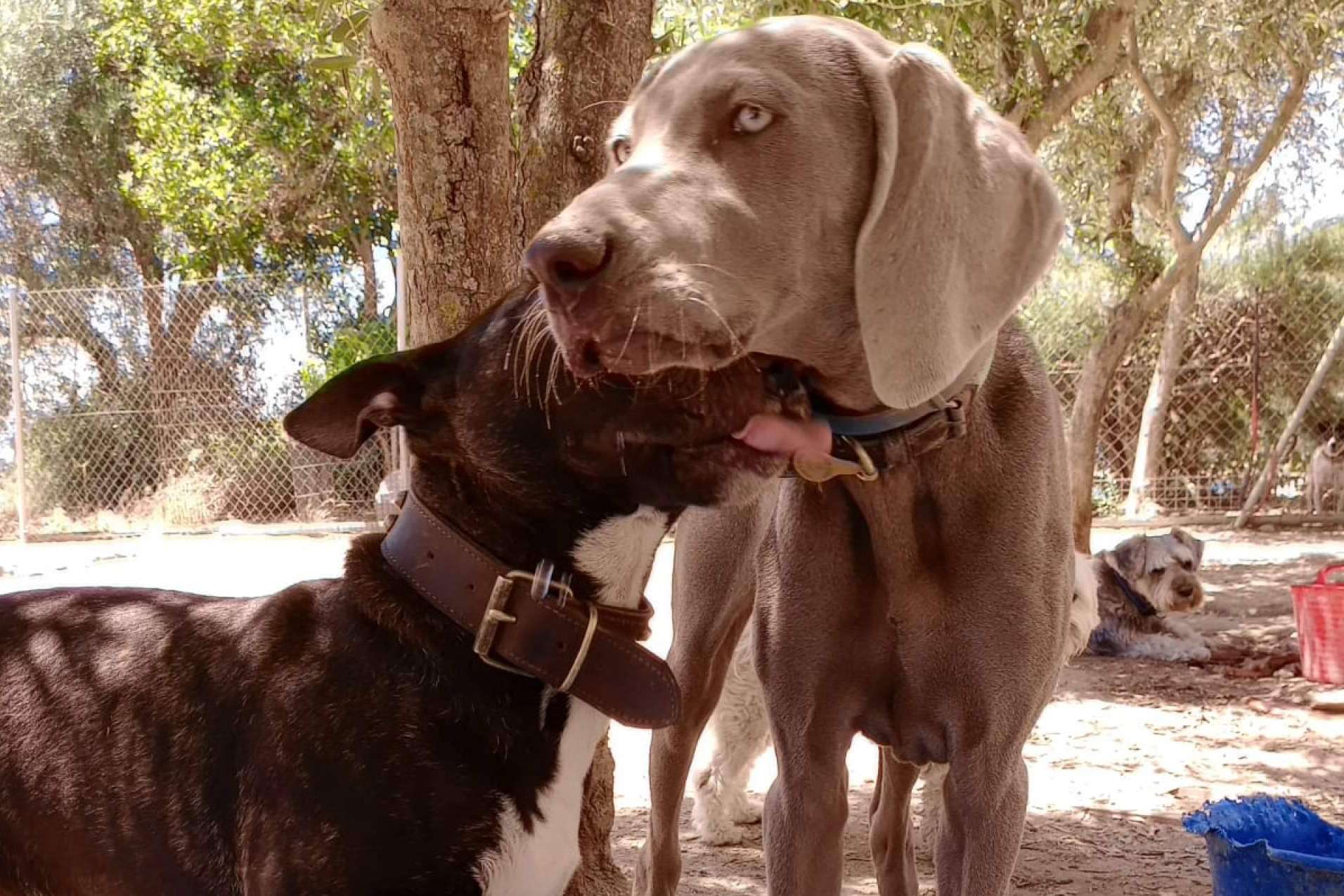 El campamento de verano para perros organizado por la guardería de perros PERROBUENO