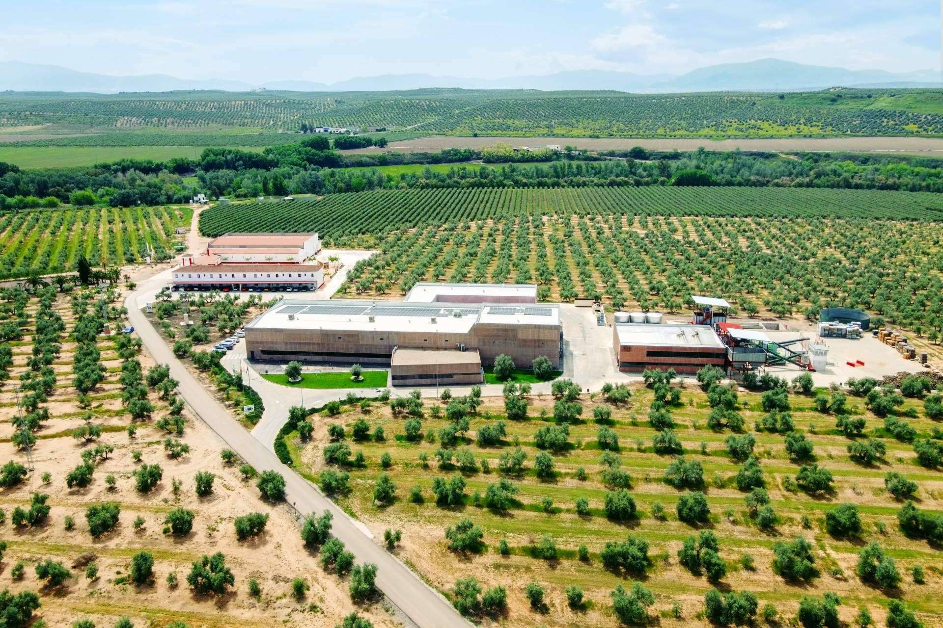 Aires de Jaén, más de 50 años ofreciendo calidad en aceites de oliva virgen extra