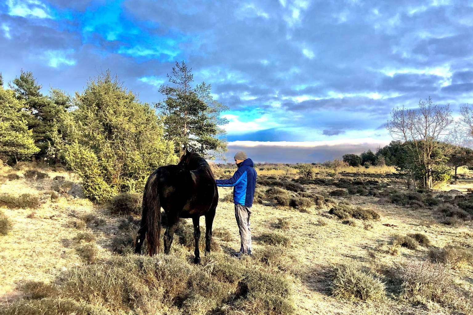 Aura, PNL asistida con caballos en libertad