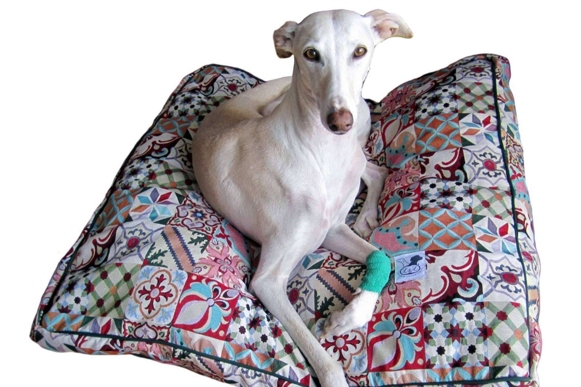 Accesorios y ropa para galgo, en Lucas & Lola