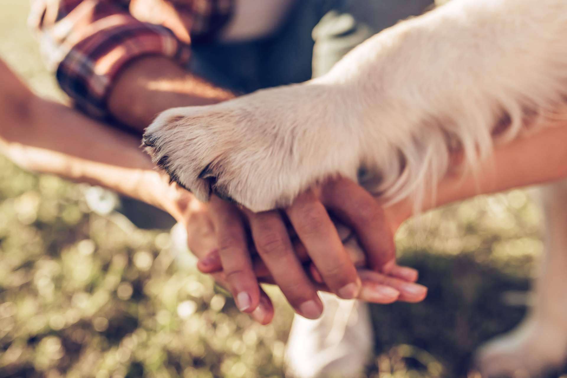 La ciencia descubre que para mejorar la convivencia con los animales de compañía es fundamental comprender su comportamiento