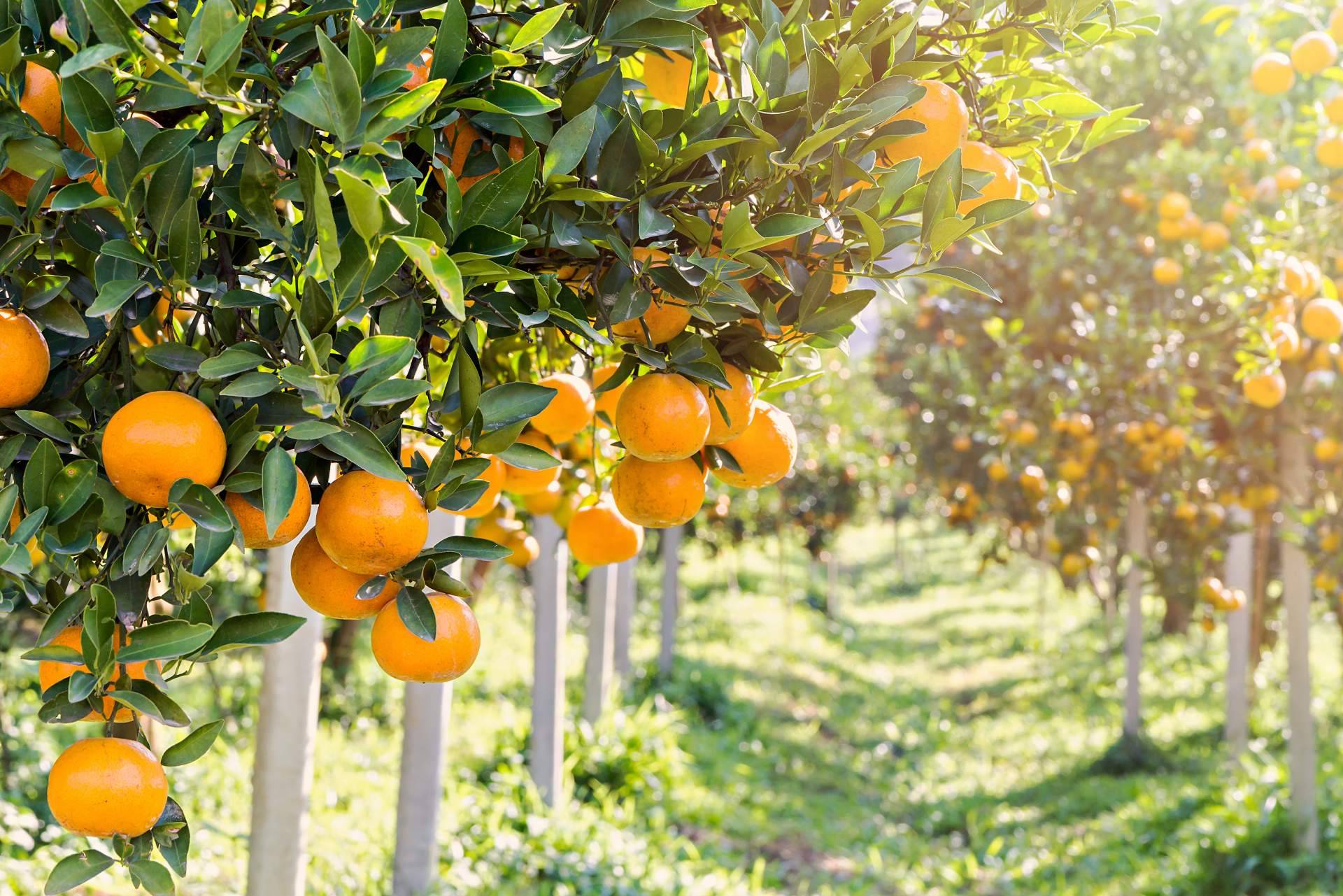 La gran variedad de recetas con naranja para disfrutar de esta fruta fresca