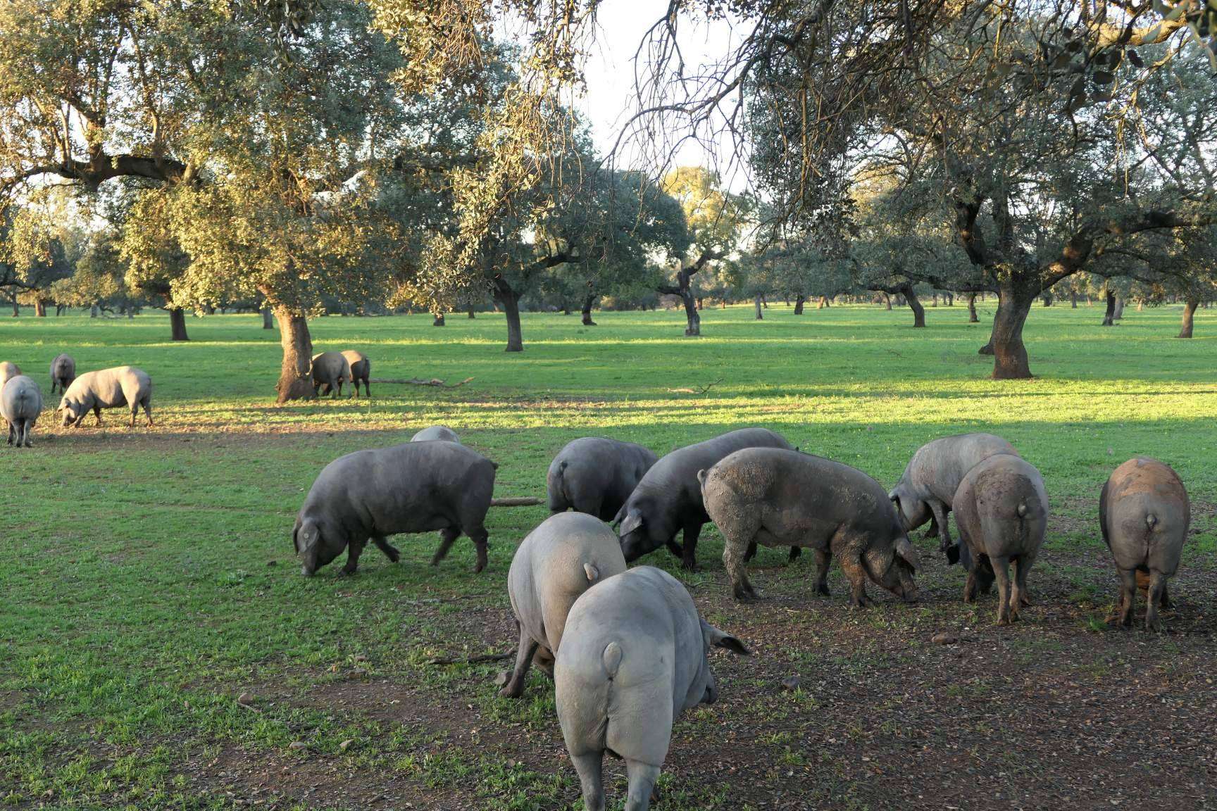Cerdo ibérico de cebo de campo, ¿qué es exactamente?