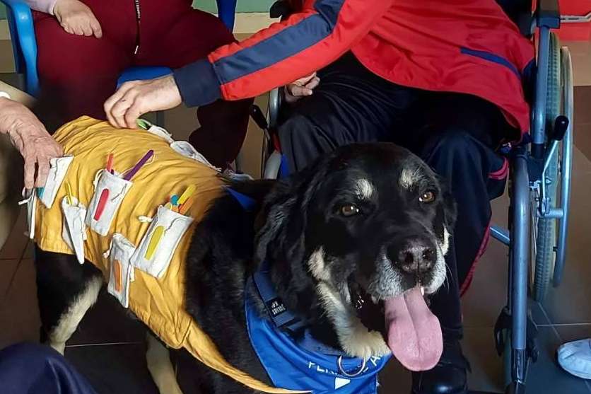 Terapias asistidas con perros de la Asociación Española de Perros de Apoyo son ideales para tratar la discapacidad intelectual