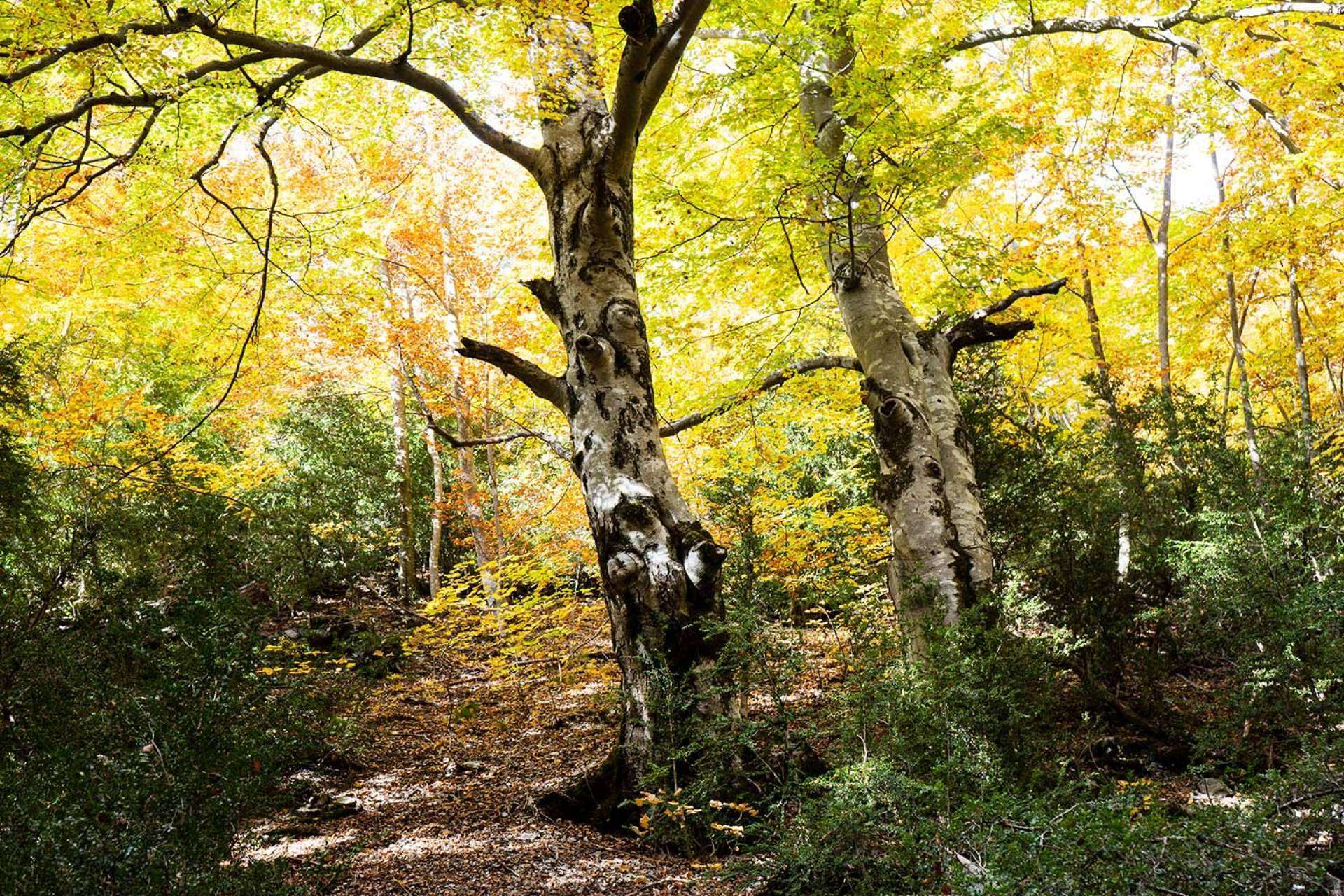 Camping Repòs del Pedraforca, un lugar para ir de escapada en otoño