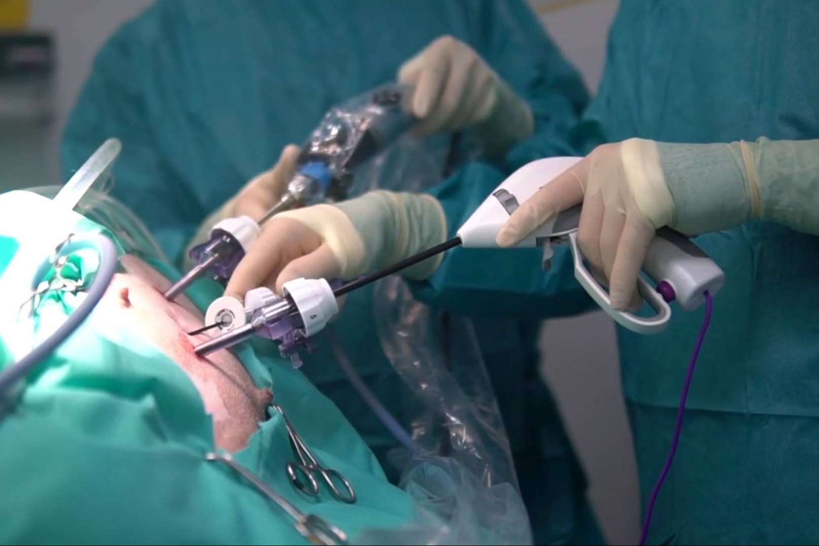 La excelencia en esterilización por laparoscopia para mascotas de Hospital Privet