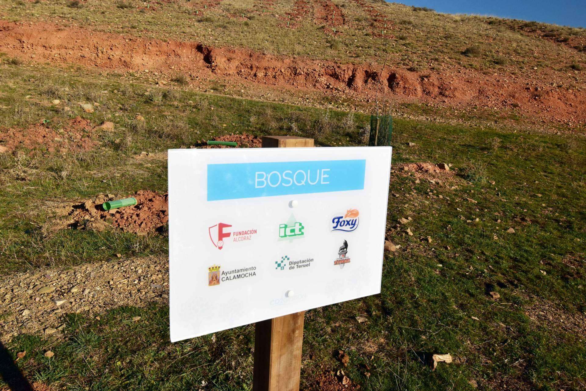 Creación de bosques sostenibles de la mano de CO2 GESTIÓN, un referente nacional