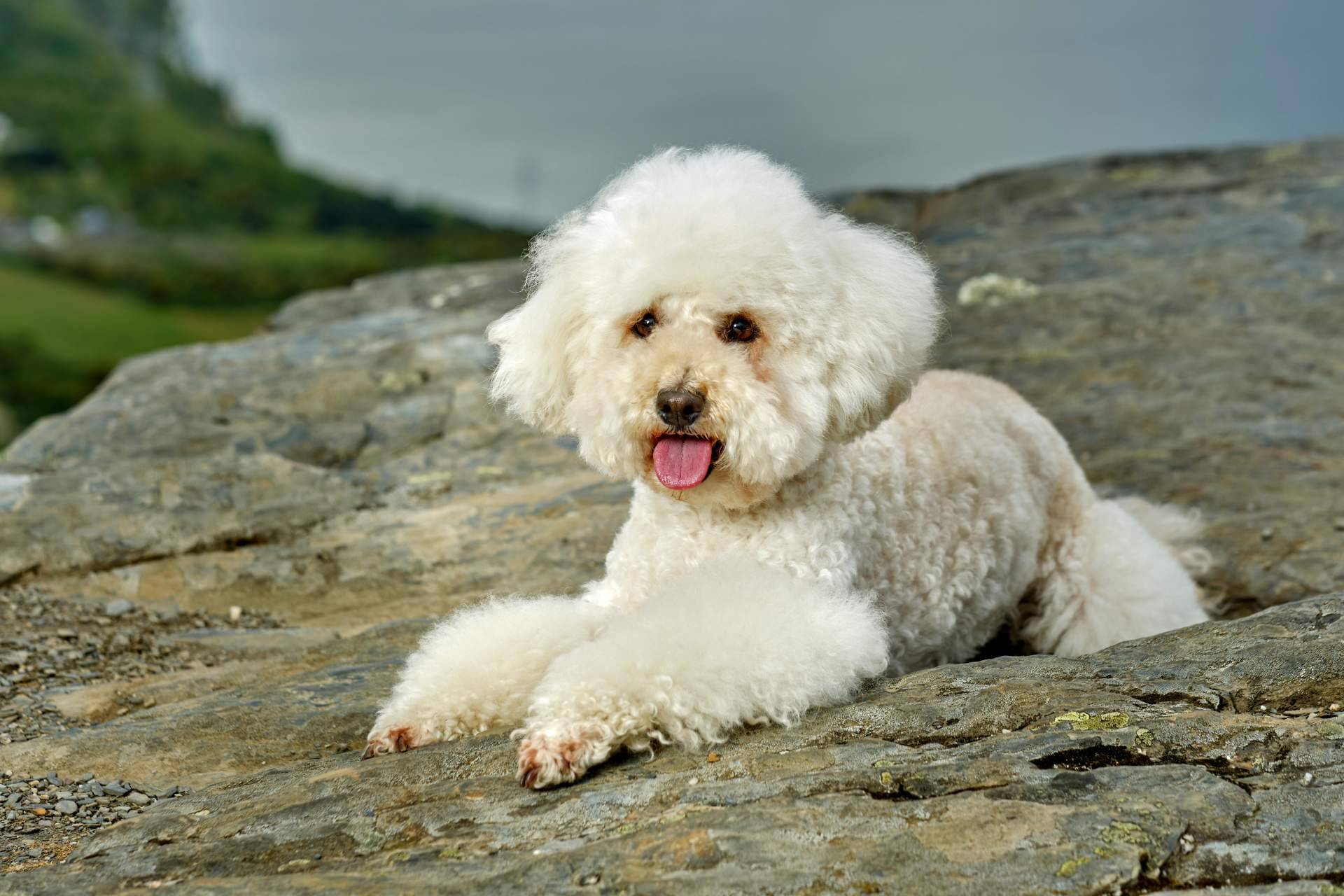 Todo lo que hay que saber acerca de los perros caniches, de la mano de DeCaniches.com