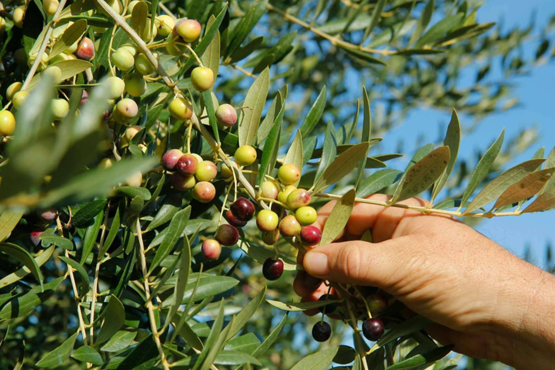 La salud y las aceitunas arbequinas