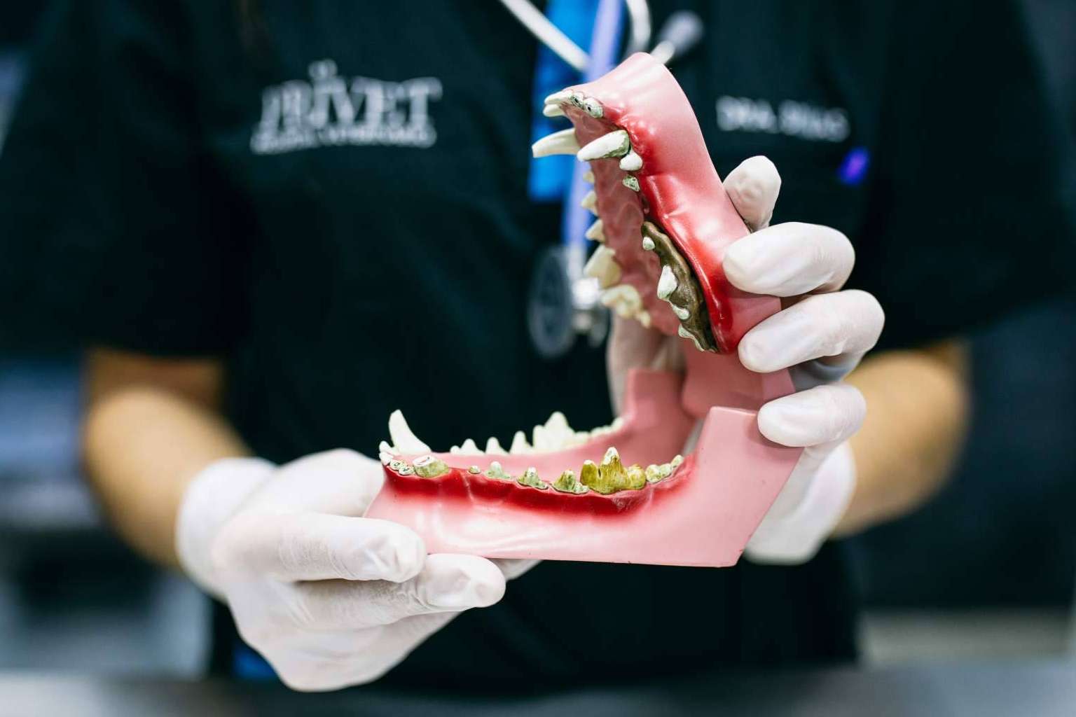 Limpieza dental en perros, con los servicios de El Hospital Veterinario El Bosque