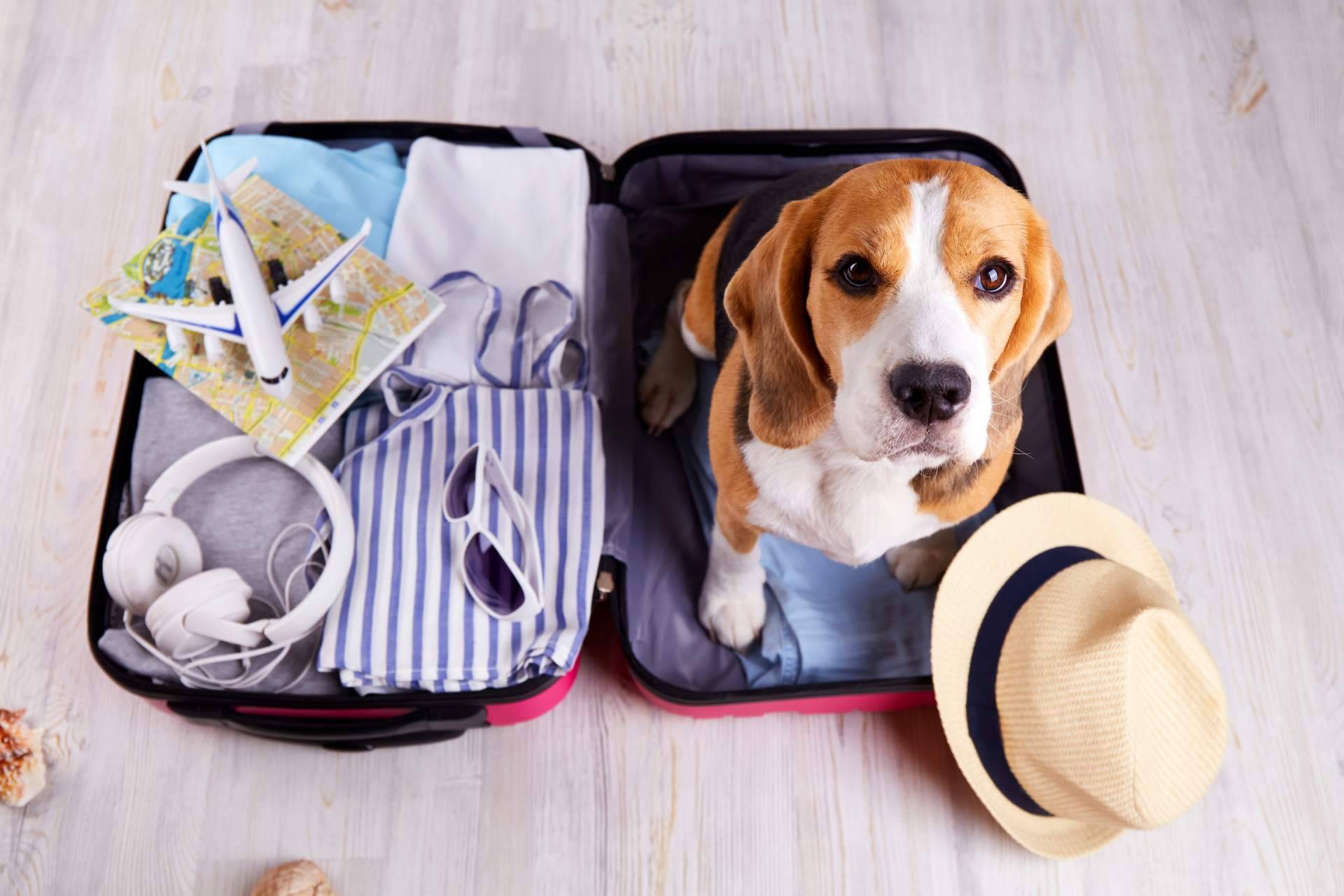 La importancia de contar con un seguro de viaje para mascotas, por Coverontrip