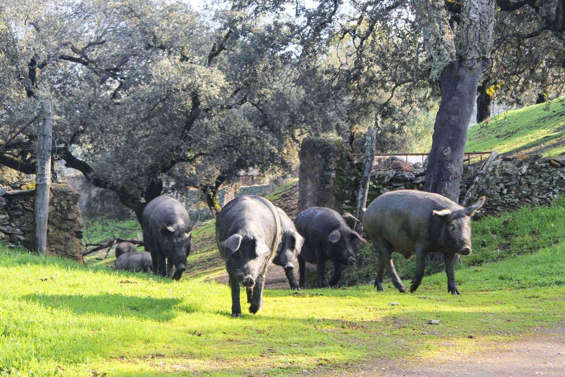 Los embutidos ibéricos de calidad galardonada, con Segundín