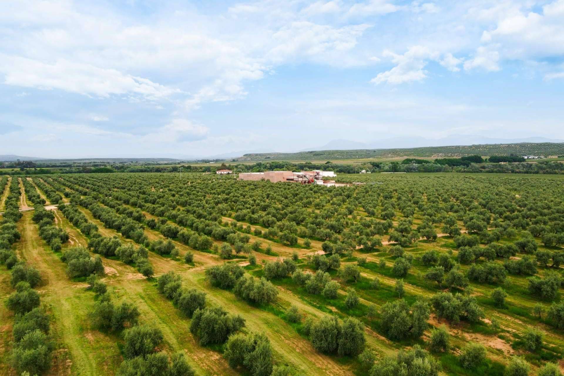 Aires de Jaén, un aceite de oliva que reúne calidad y tradición