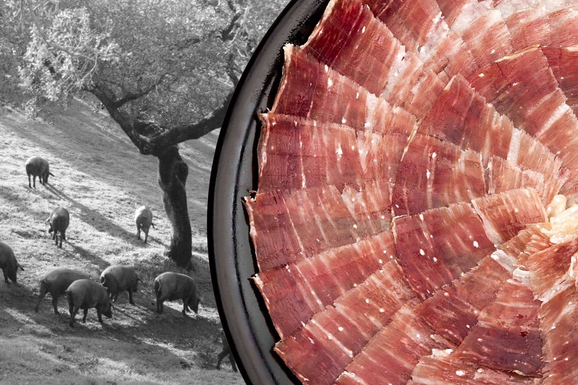 Comprar jamones y paletas ibéricas Segundín, el gourmet ibérico artesanal