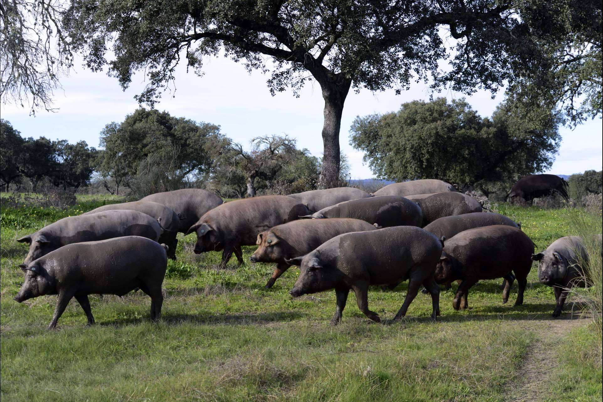 Jamón ecológico, calidad en manos de Don Ibérico