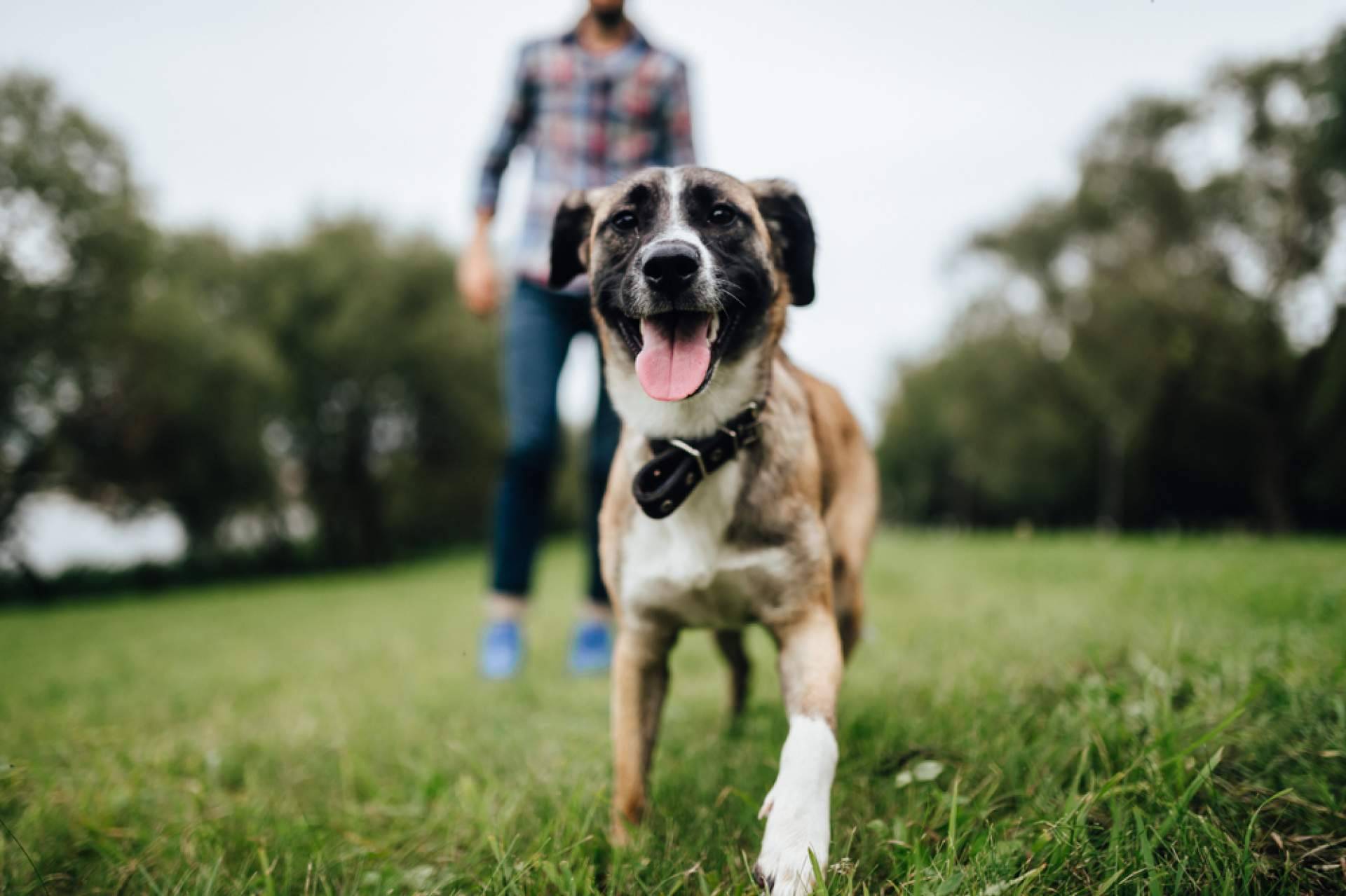MascotaPerdida112.com indica cómo encontrar a un perro perdido