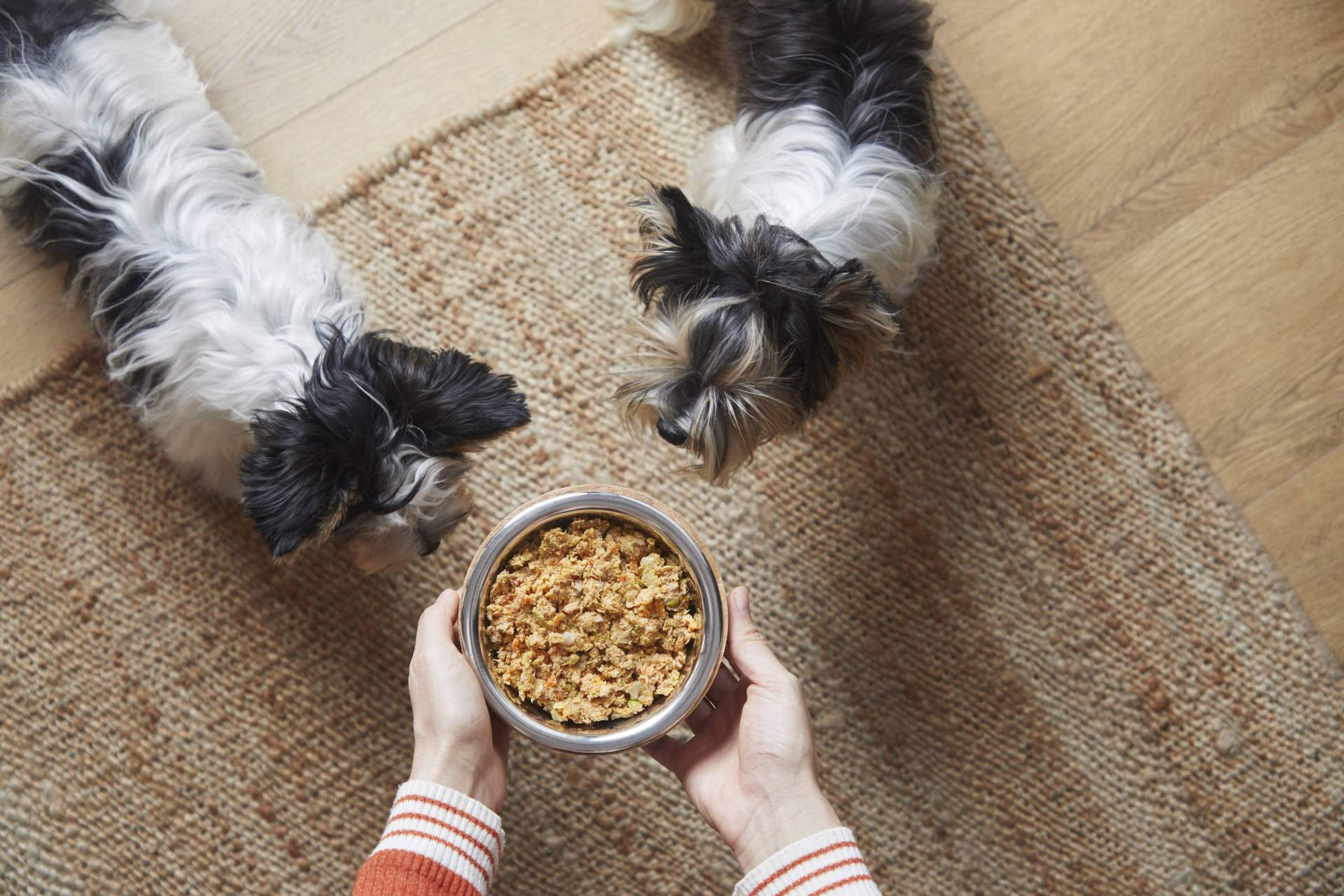 ¿Cuáles son los beneficios de la comida natural para perros?