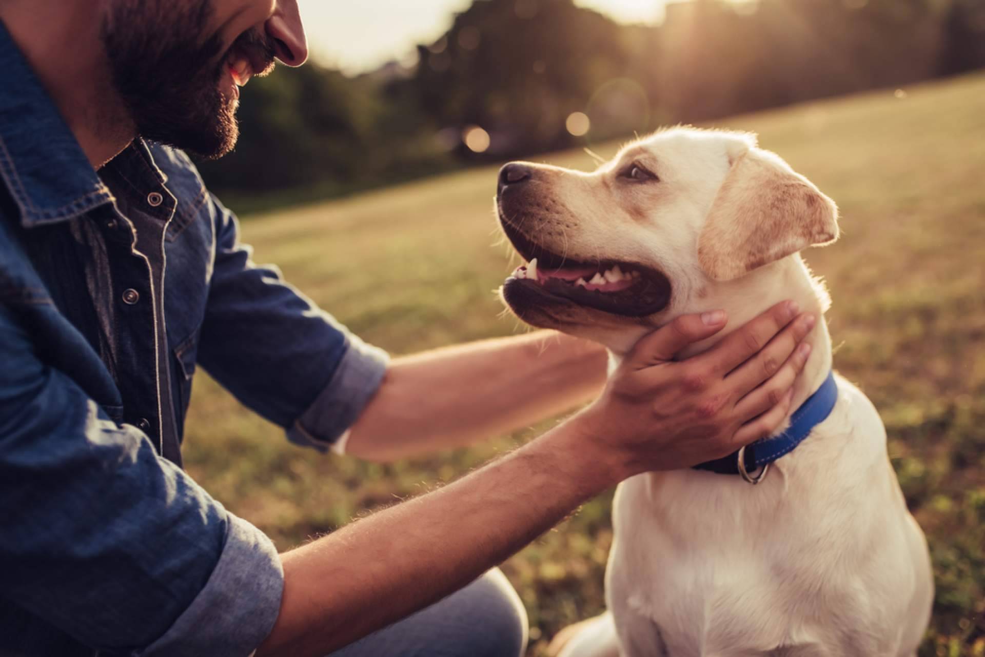 La Central del Cachorro, el buscador de mascotas con más garantías de salud y cuidados de los animales