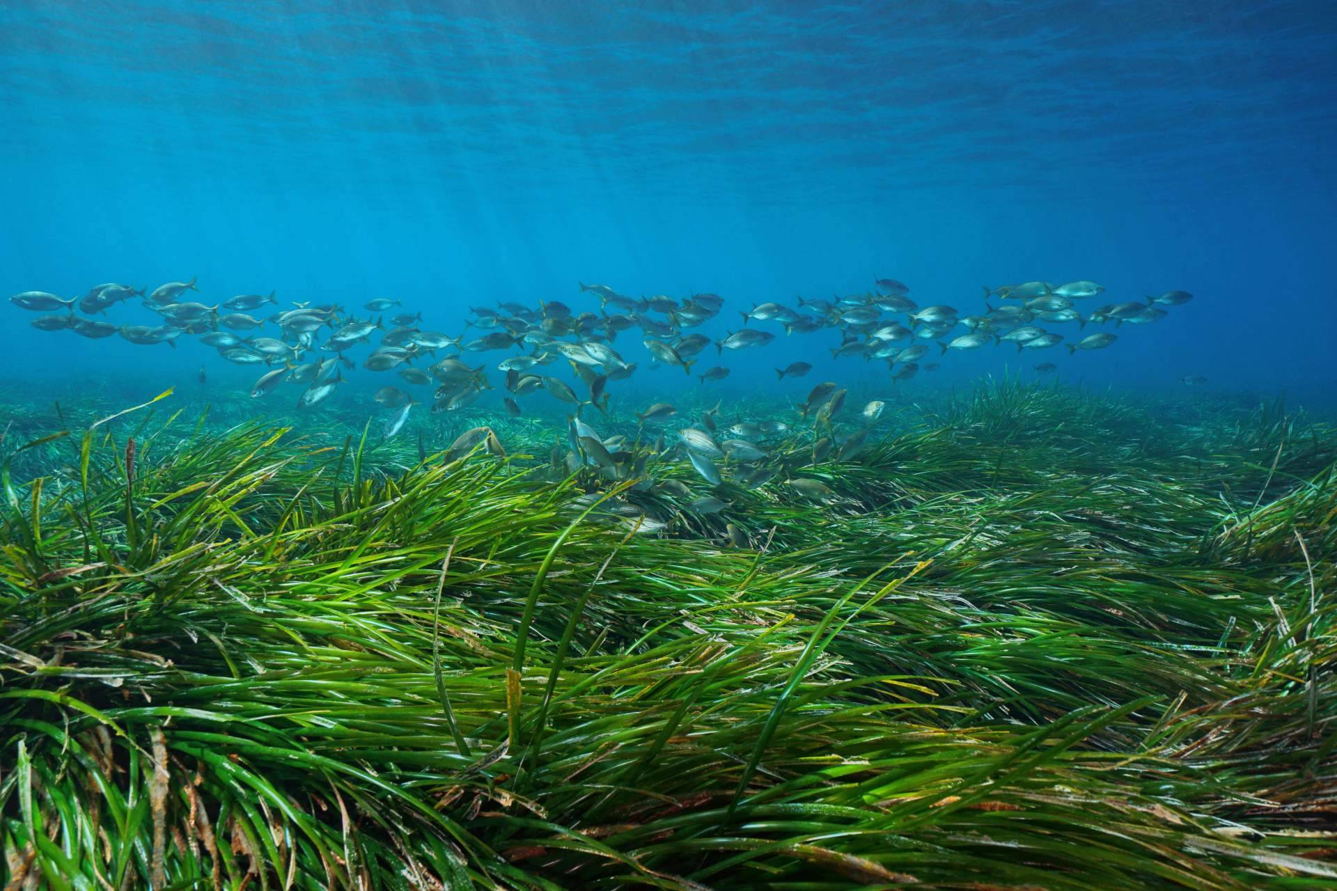 La importancia de consumir colágeno marino