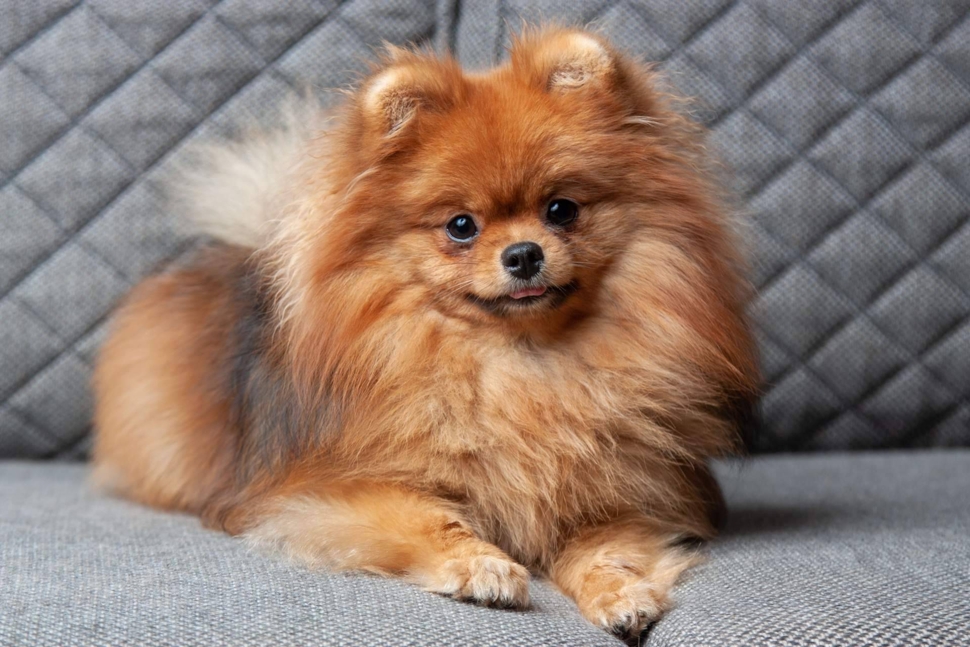 Los Pomerania que se pueden encontrar en Cachorros del Valle