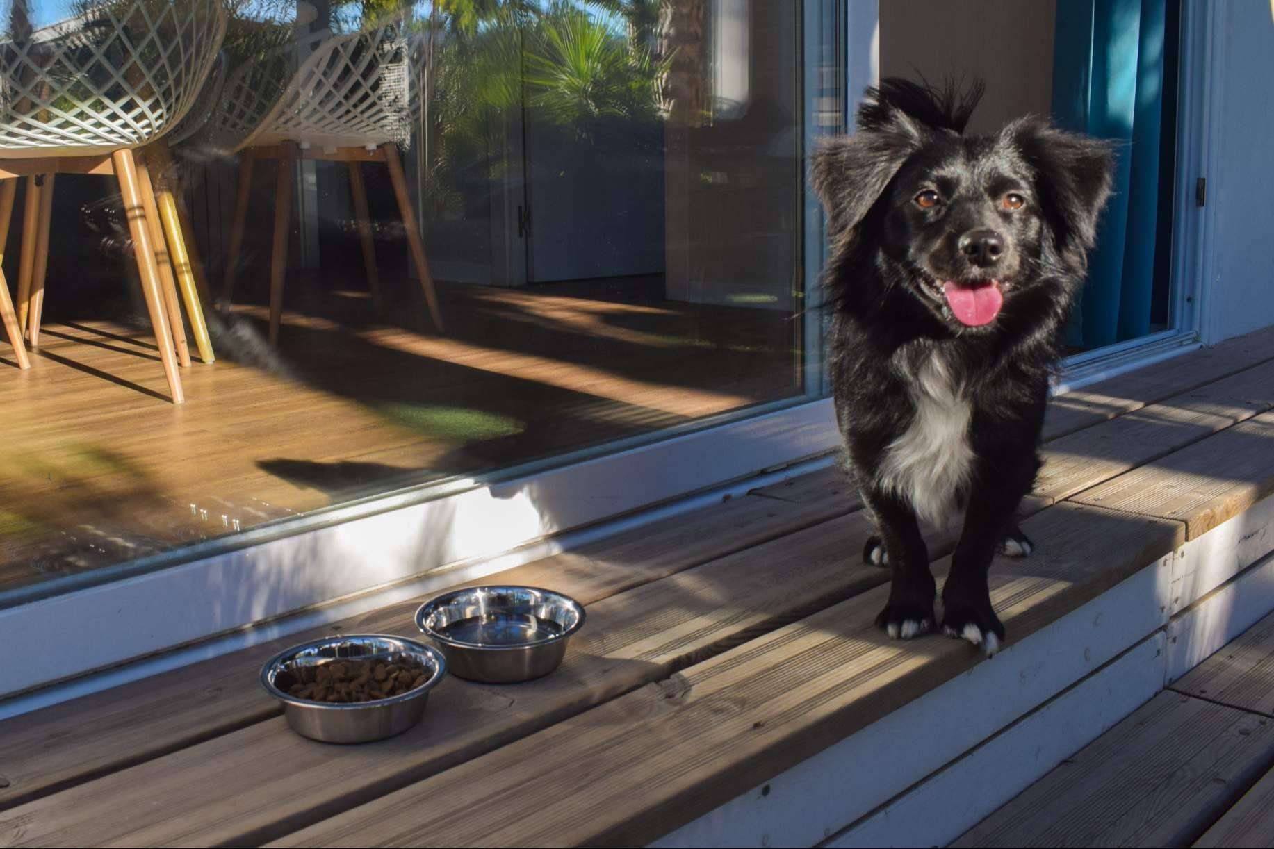 Vacaciones pet friendly en los establecimientos turísticos de Alannia Resorts