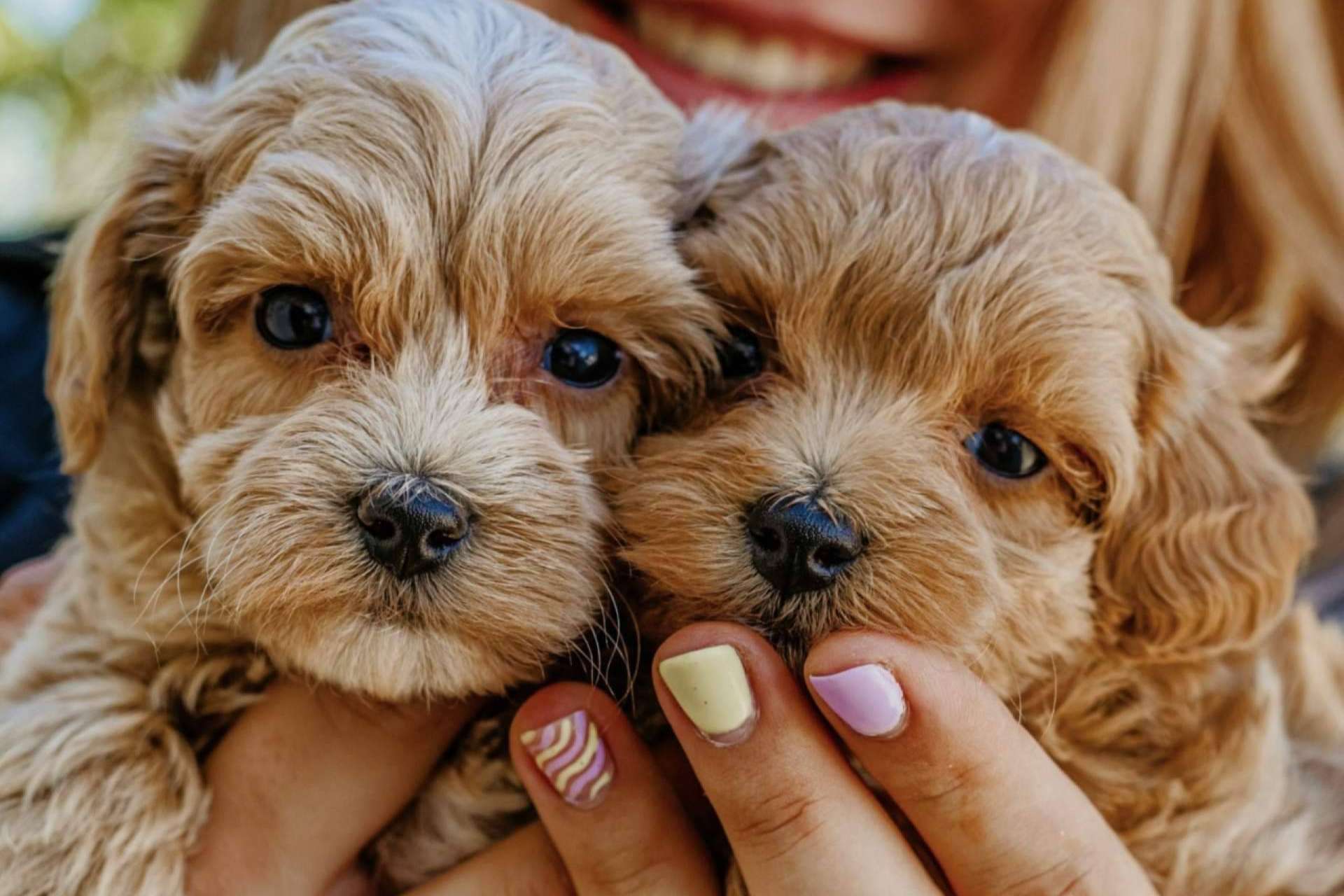Los Luceros de Vandalia, un criadero de perros pequeños que destaca por su amor por los animales