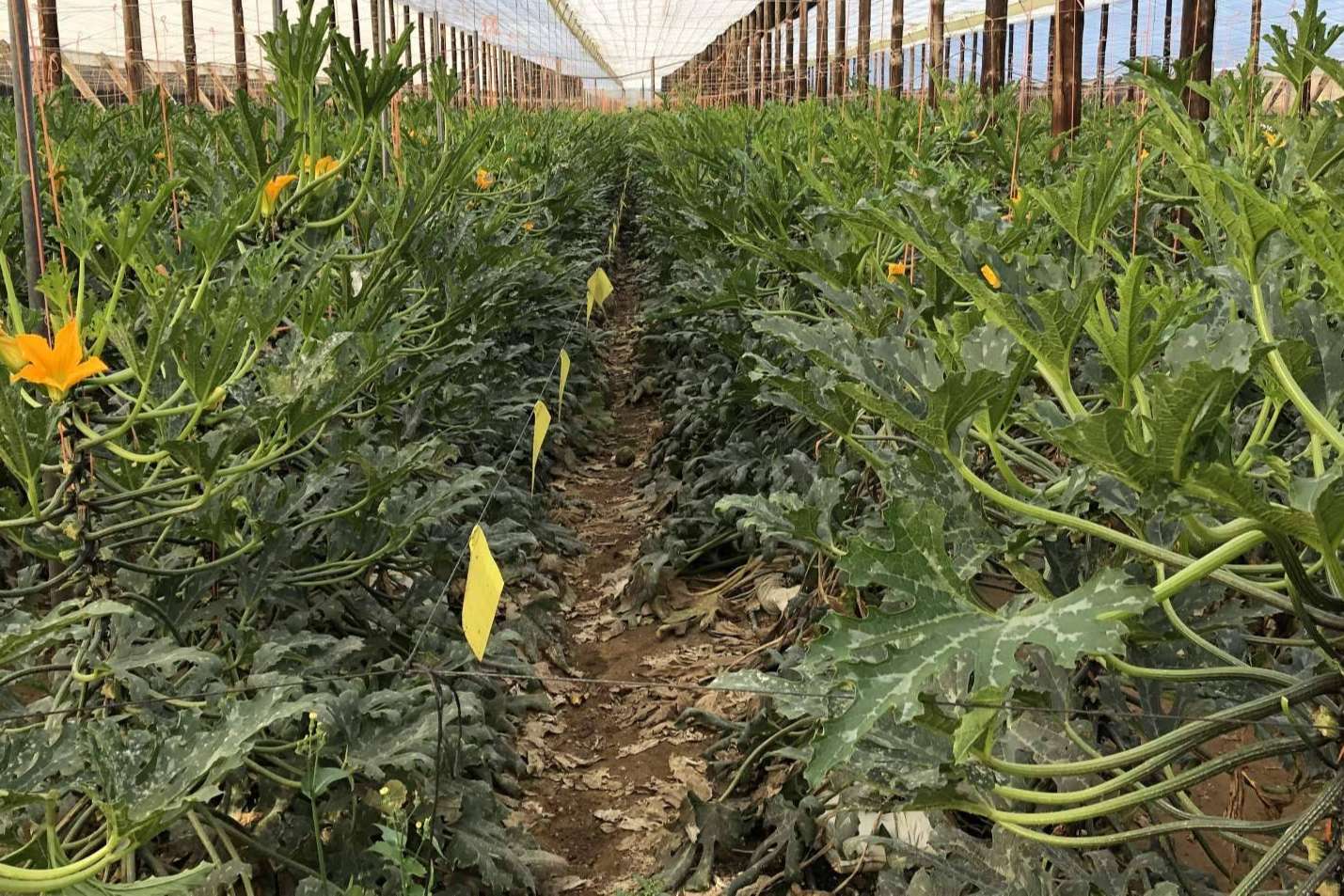 ITC ofrece equipos de fertirrigación para el cultivo de calabacín