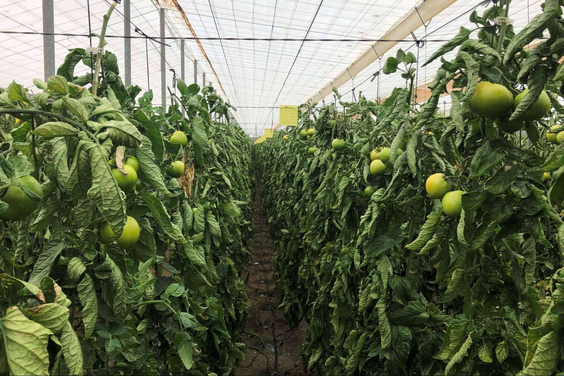 La tecnología de ITC para aumentar el rendimiento del cultivo