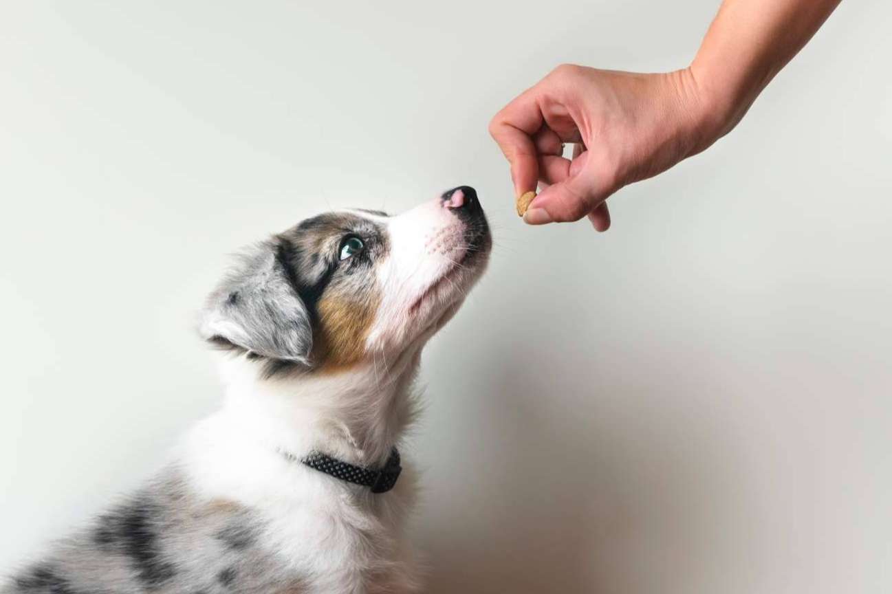 Adican ofrece cursos para ser adiestrador canino en Madrid