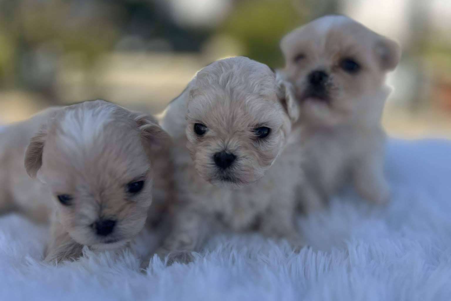 Los Luceros de Vandalia cría perros caniches toy