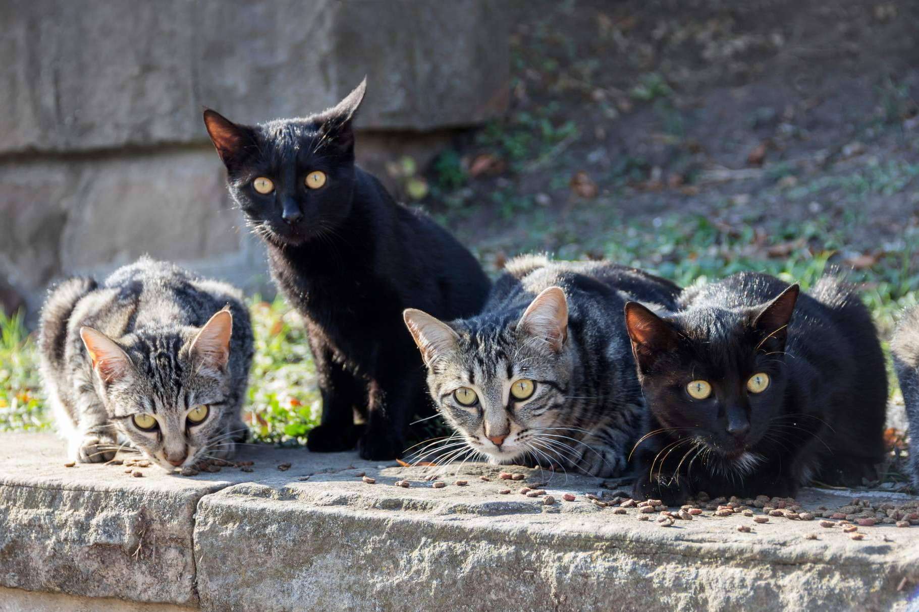 MascotaPerdida112.com ayuda a encontrar animales de compañía perdidos en las redes sociales