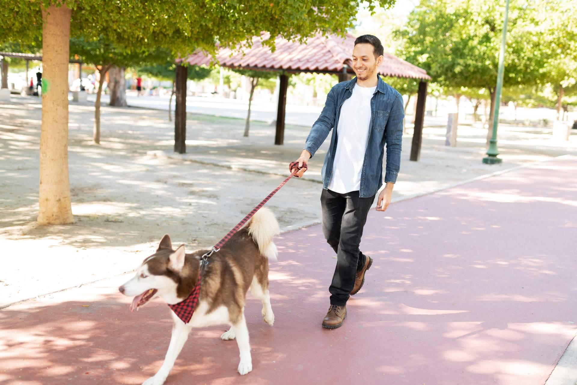 Las razones para optar por la adopción de perros mayores