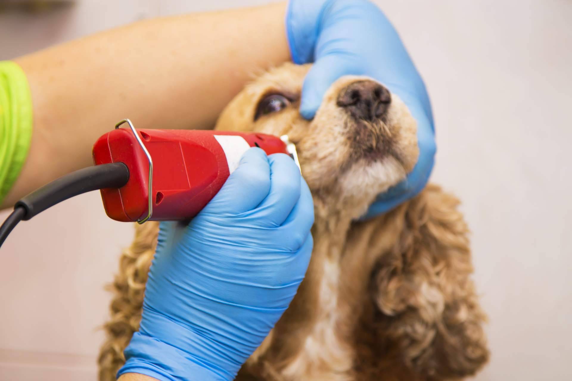 Servicios profesionales de peluquería canina a domicilio en Madrid con Perrukings