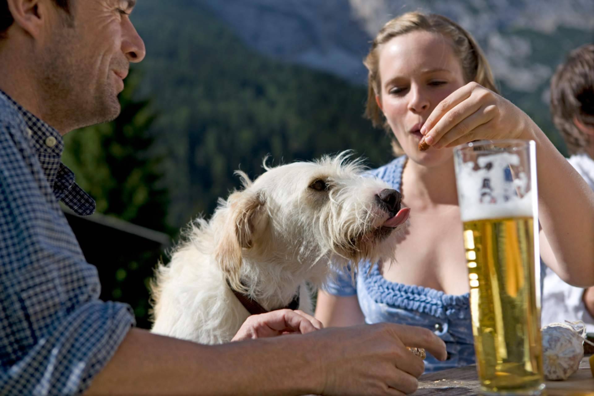 ¿Cuáles son los beneficios de adoptar perros pequeños en las grandes ciudades?