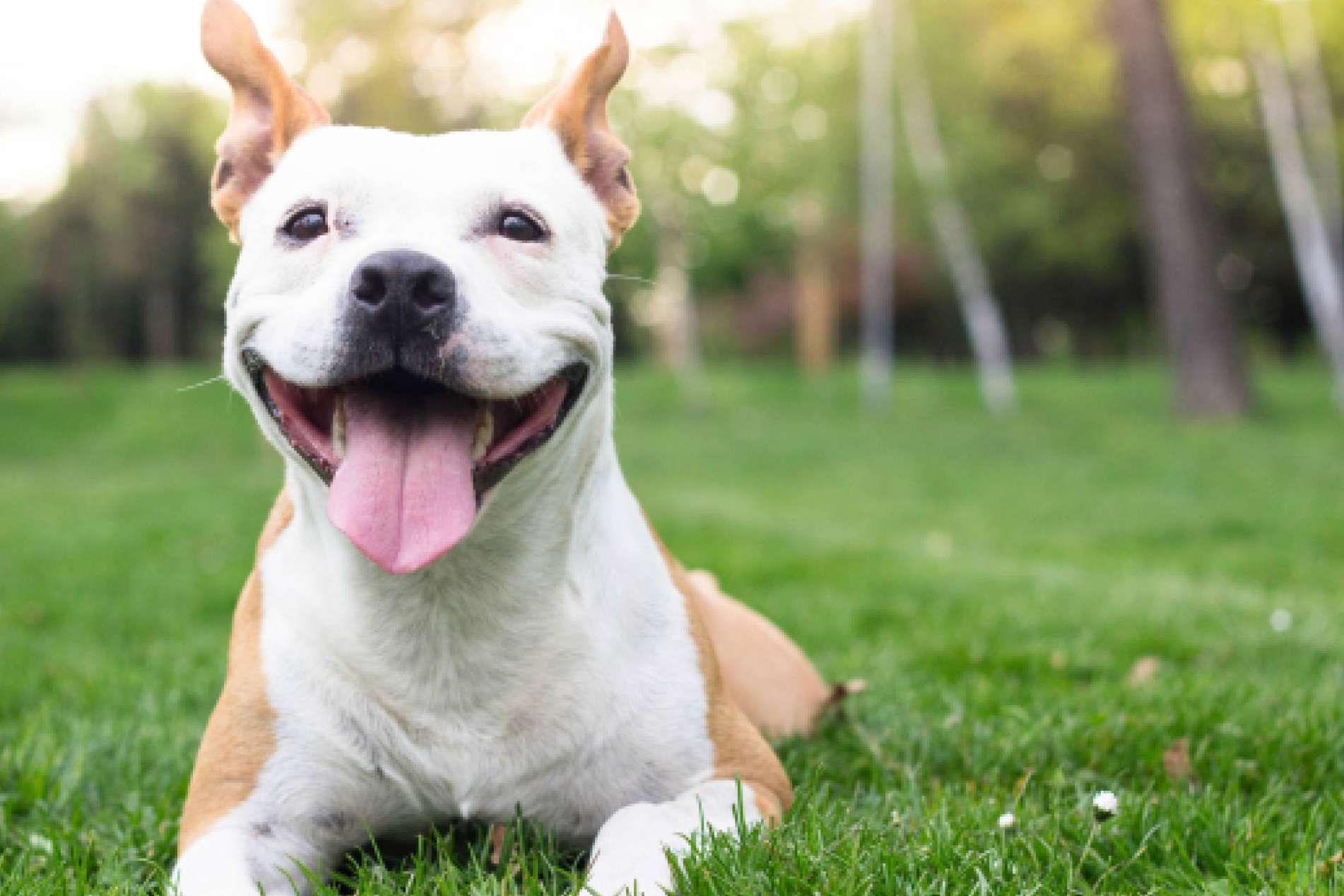 ¿Qué se debe saber acerca de la nueva Ley Estatal de Protección Animal y la modificación del Código Penal?