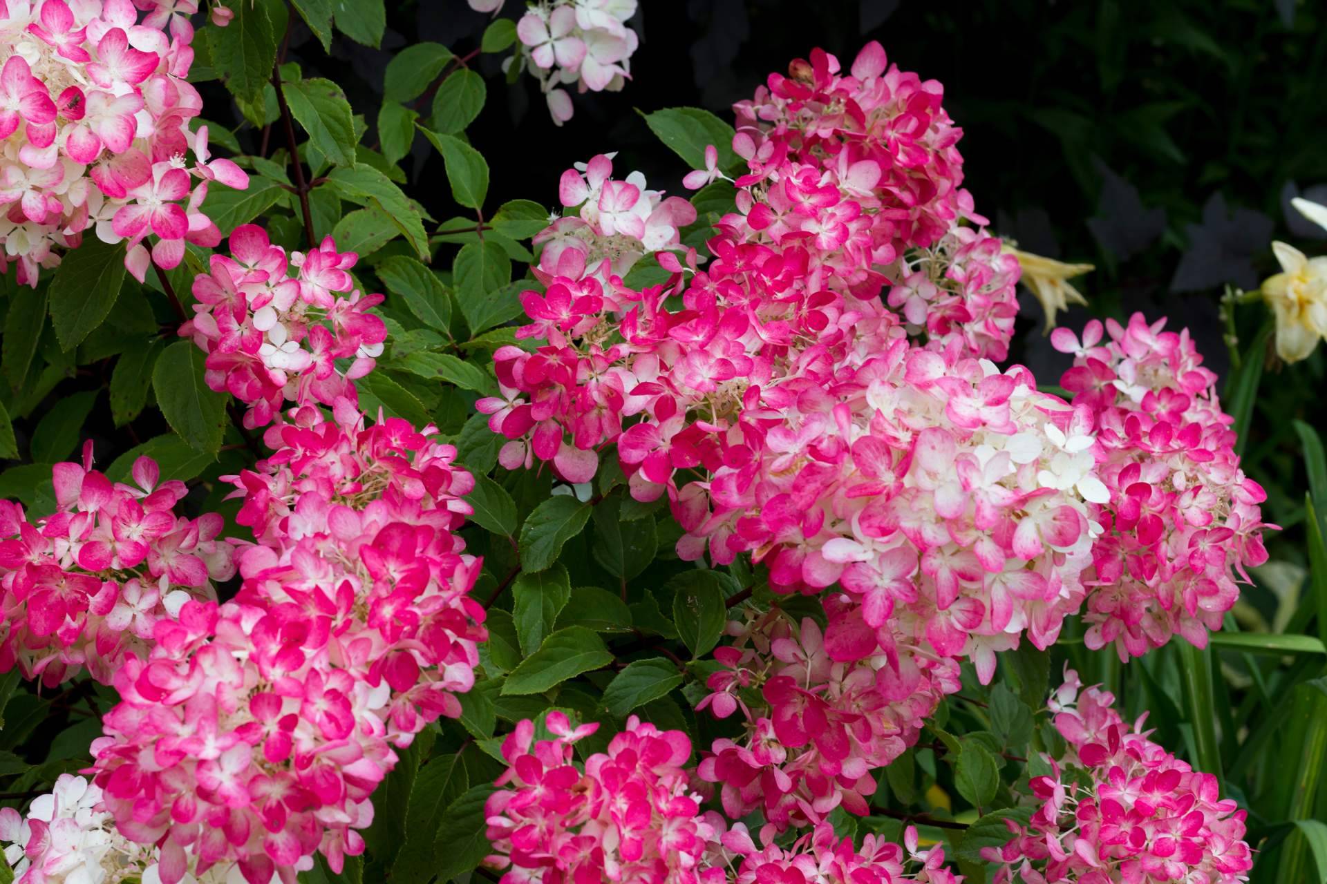Comprar paniculata de colores en Madrid con Rosistirem