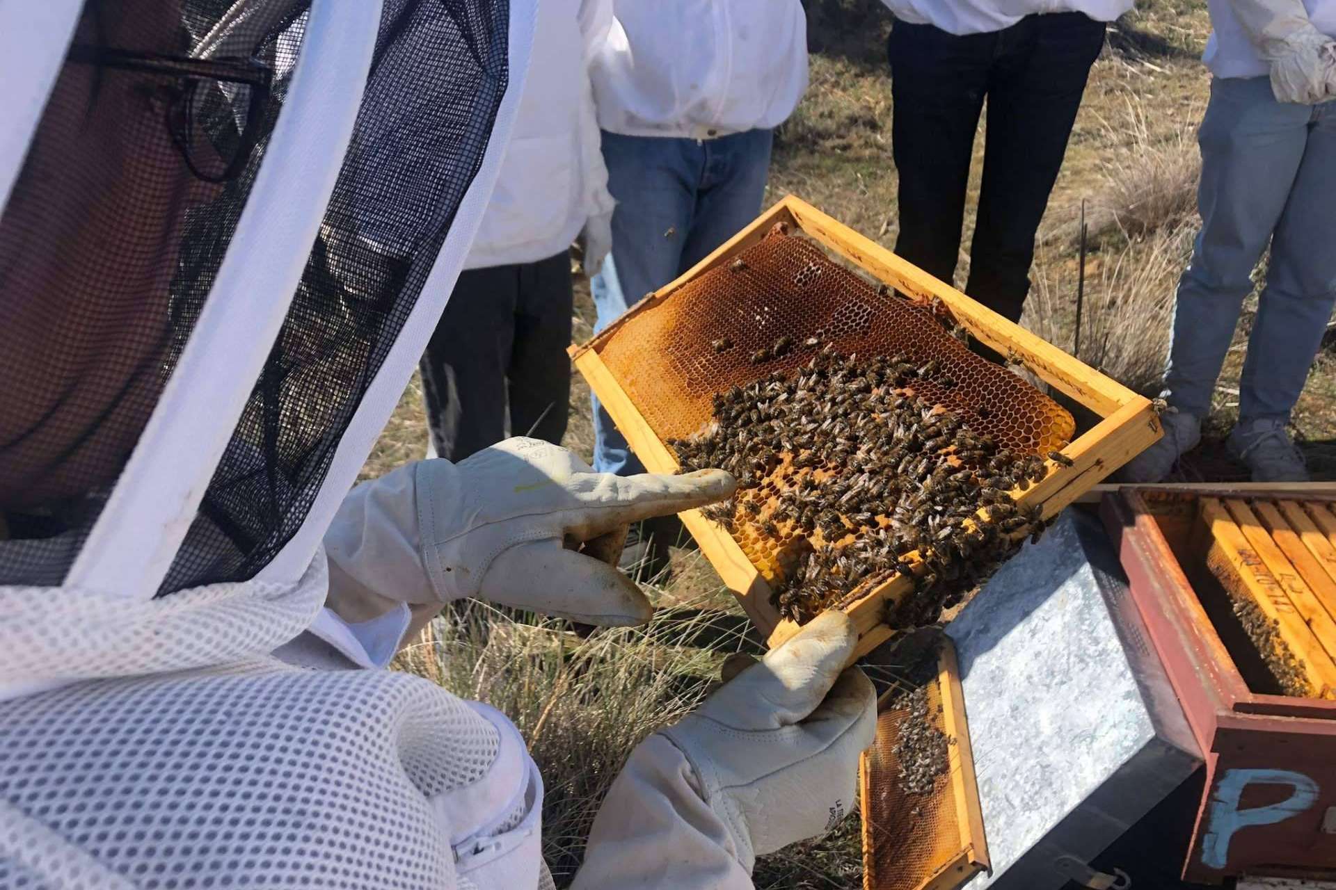 Descubrir la apicultura como pasatiempo y oportunidad de emprendimiento