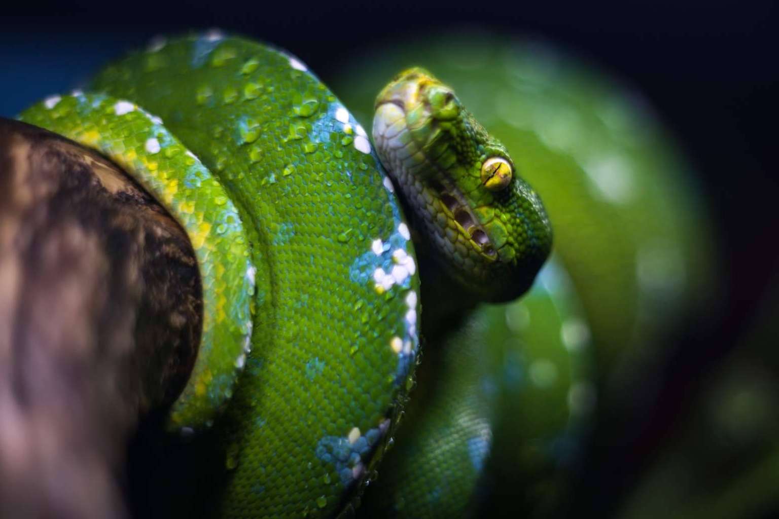 SnakeRoom, el Centro Divulgativo que permite experimentar la interacción con reptiles como serpientes
