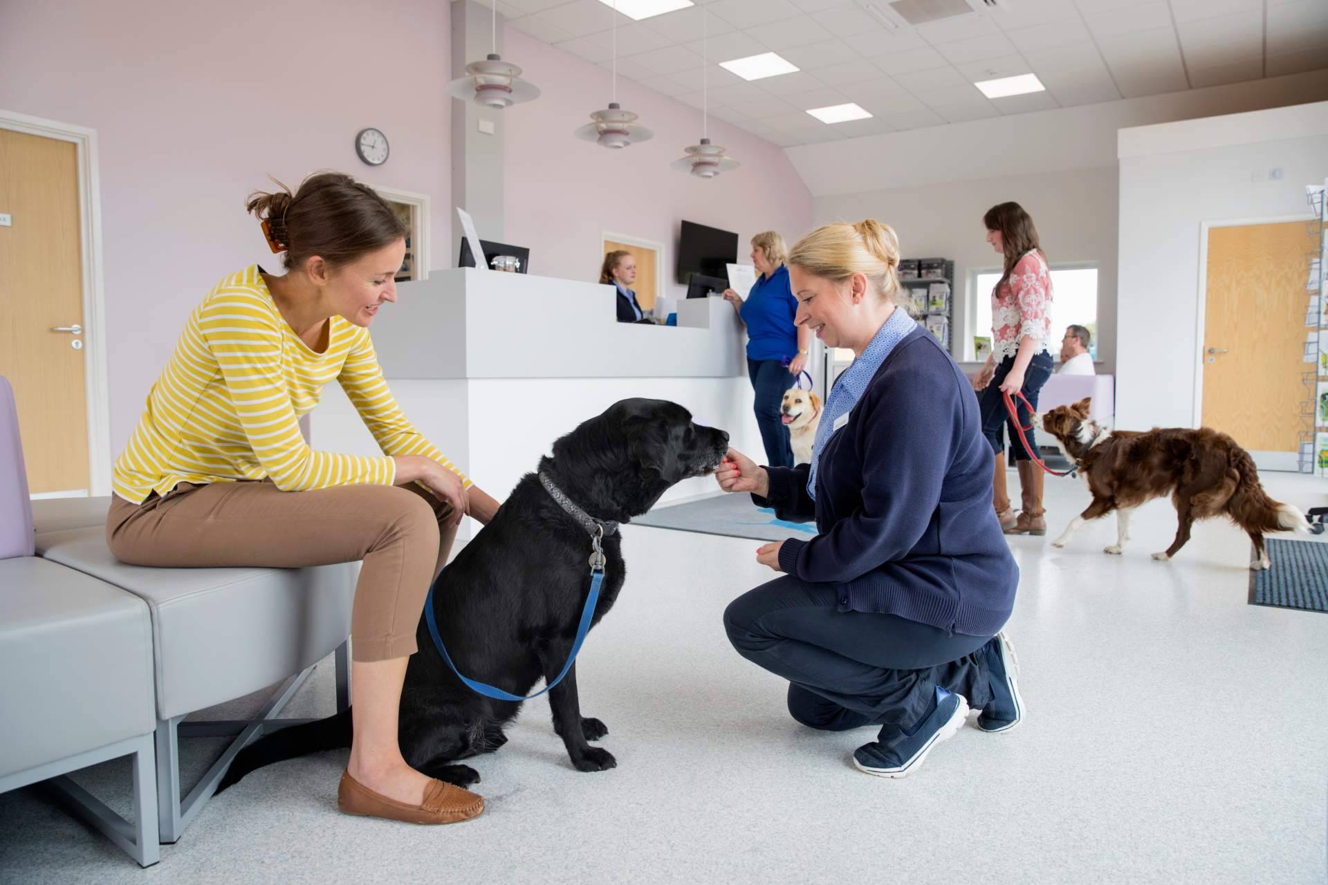 La plataforma gratuita para protectoras y asociaciones de animales que está cambiando la vida de los animales abandonados